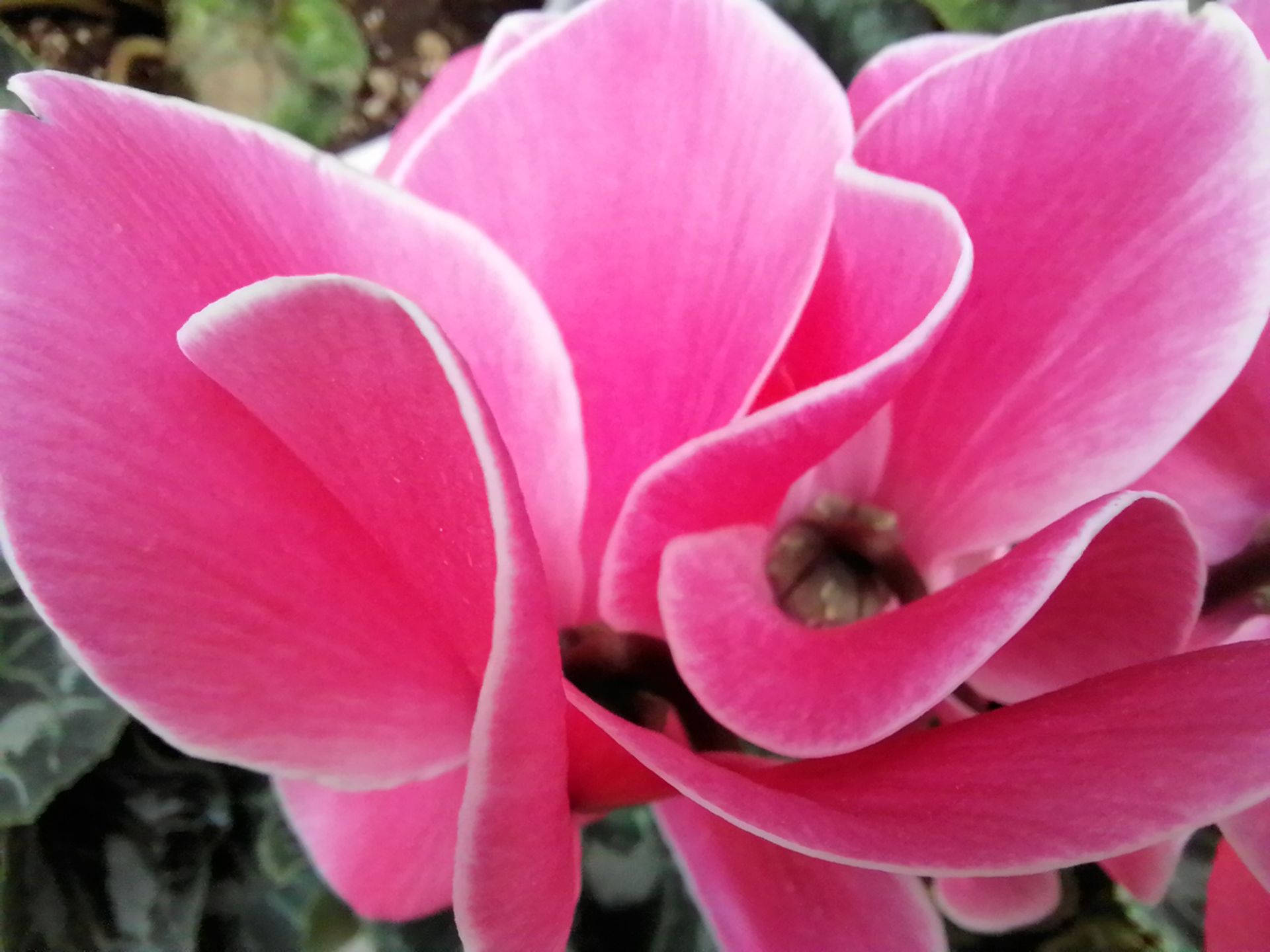 نمونه عکس دوربین ماکرو Y7a هواوی - گل نگون‌سار