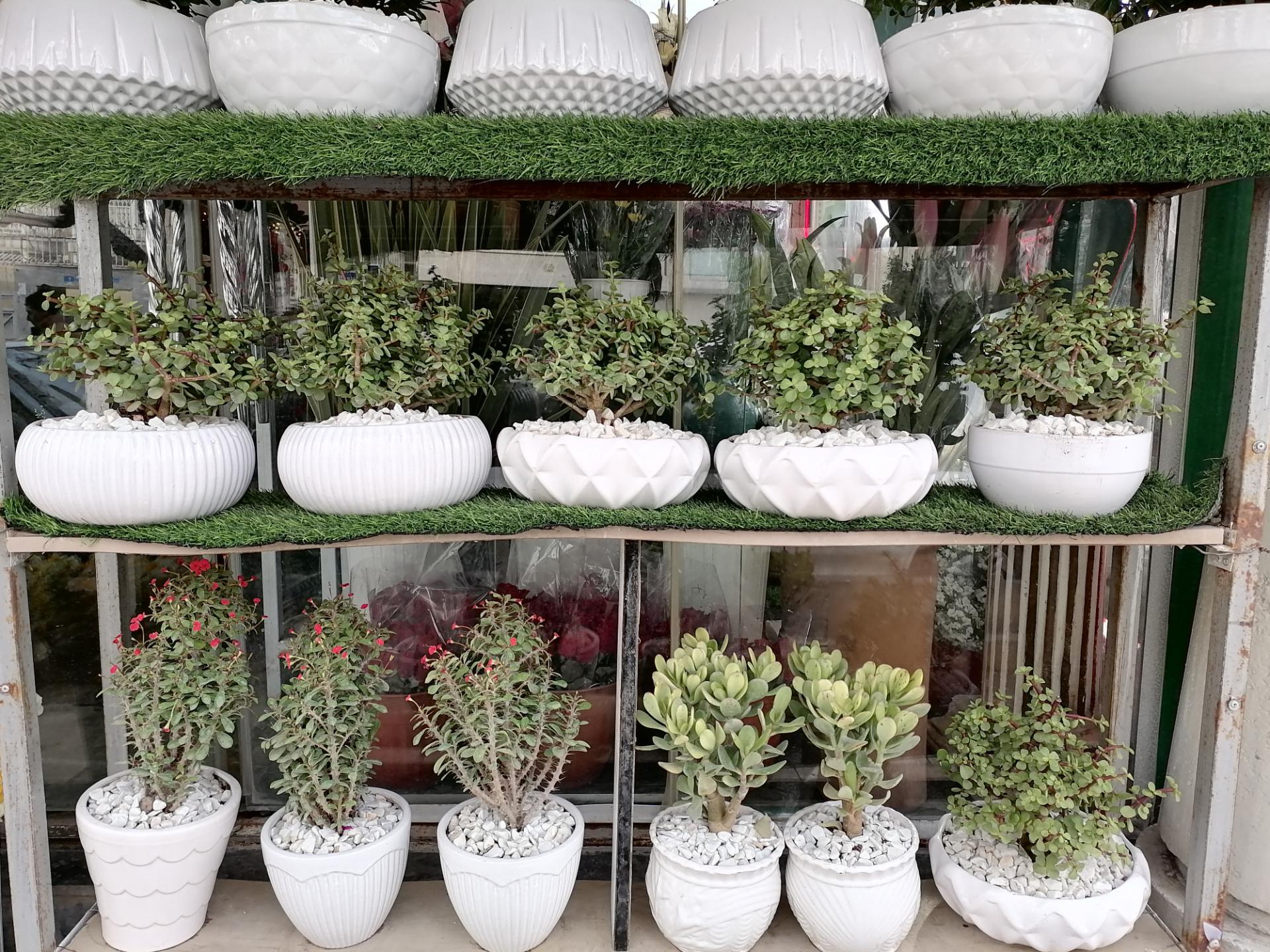 نمونه عکس دوربین اصلی Y7a هواوی - چند گیاه کنار یکدیگر