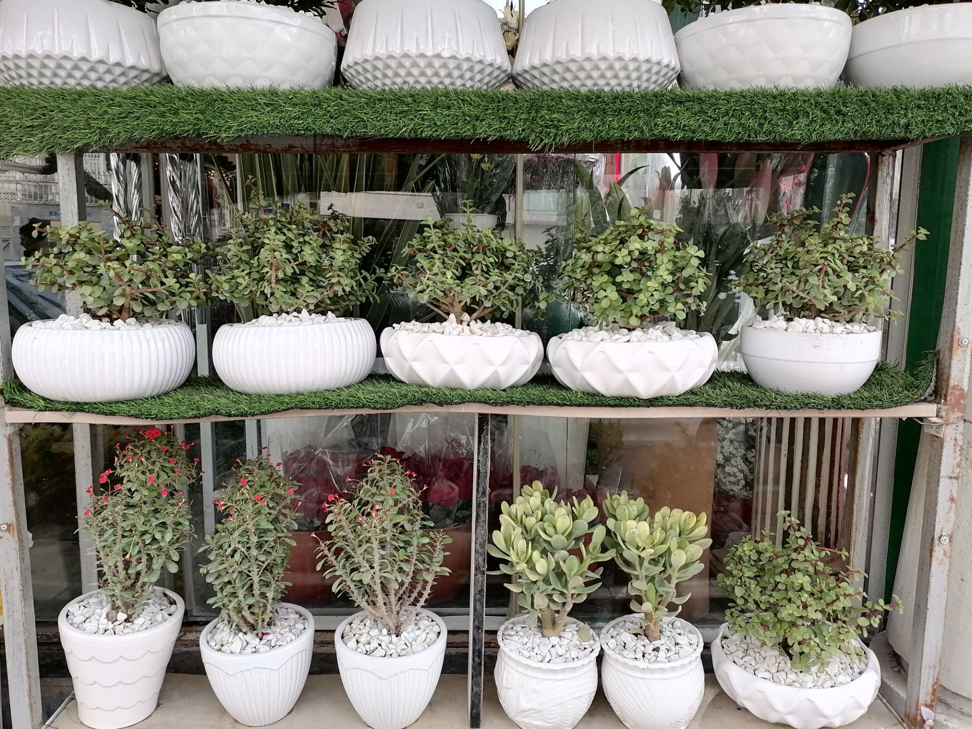 نمونه عکس دوربین اصلی Y7a هواوی - چند گیاه کنار یکدیگر