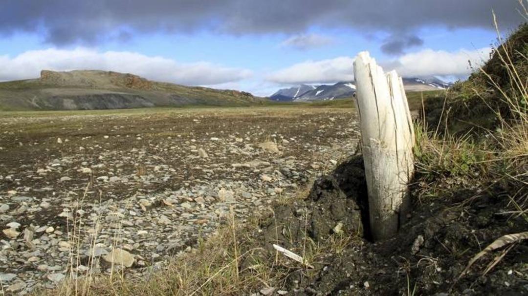 عاج ماموت پشمالو  / mammoth tusk emerges from permafrost