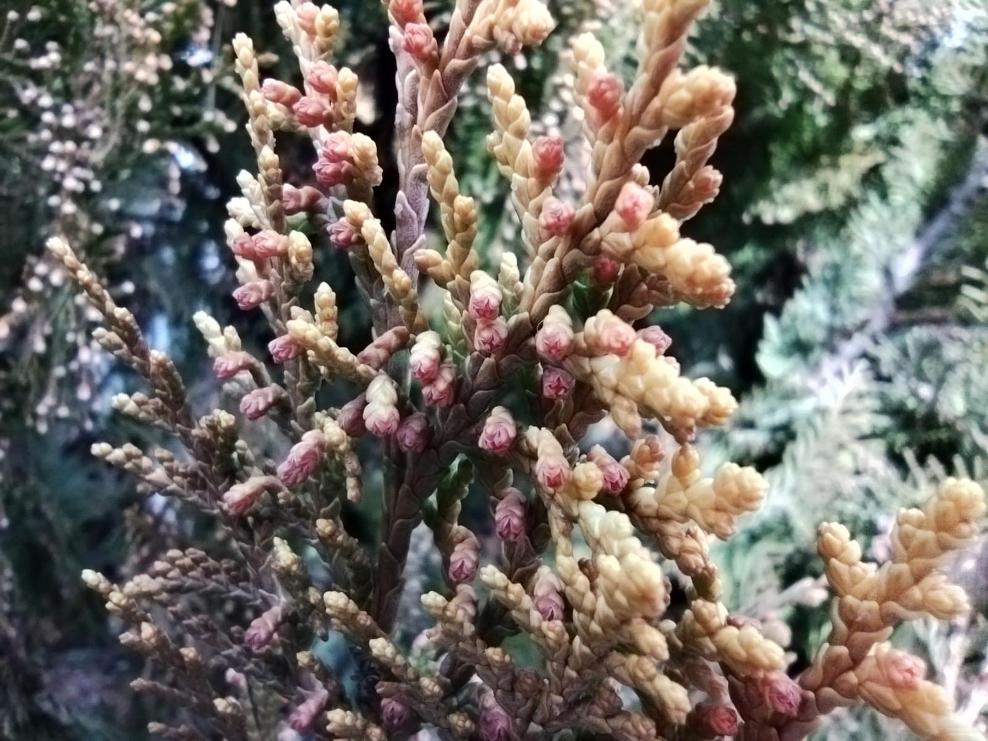 نمونه عکس ماکرو با پوکو ام ۳ گیاه