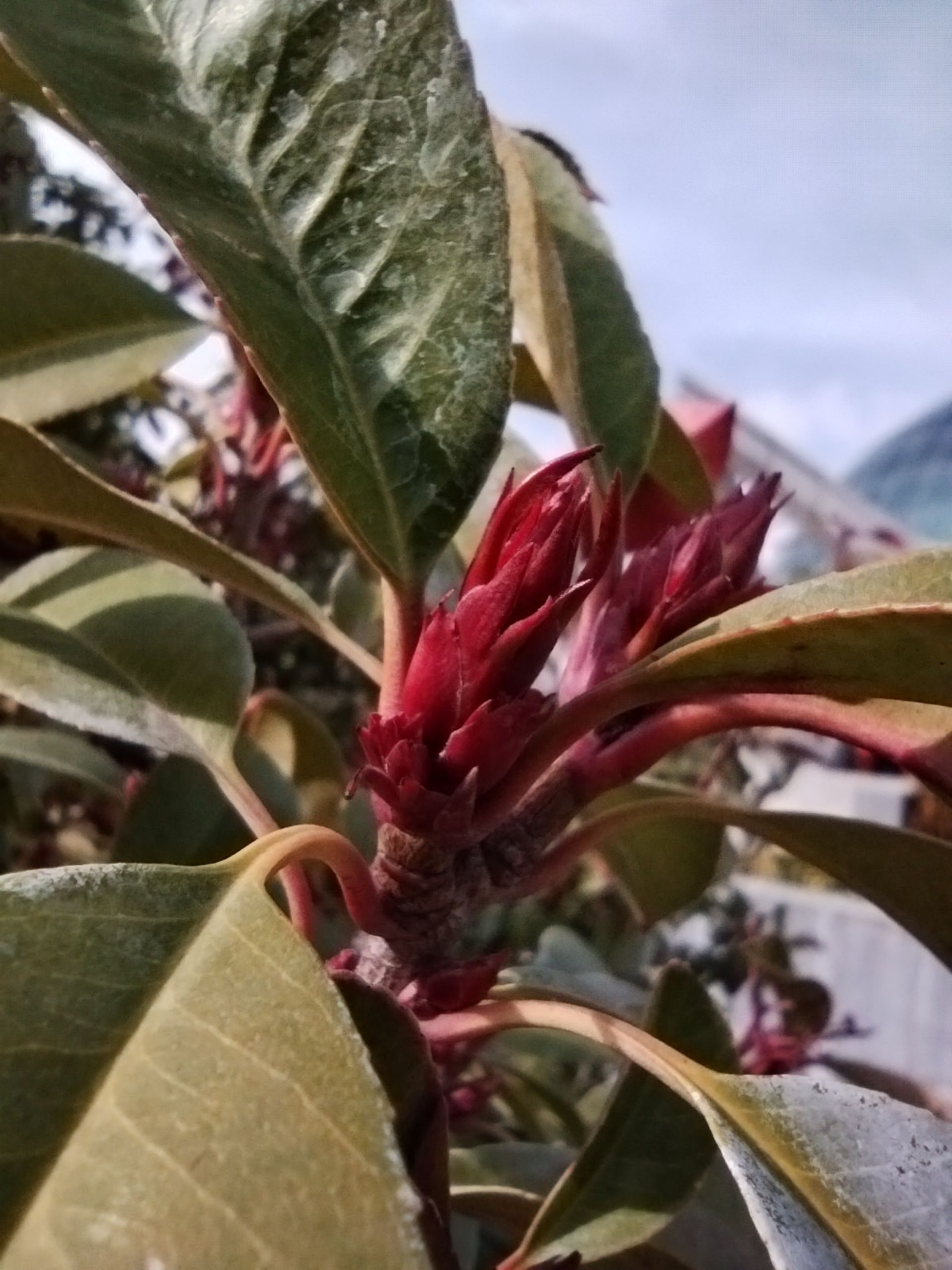 نمونه عکس ماکرو با پوکو ام ۳ قرمز