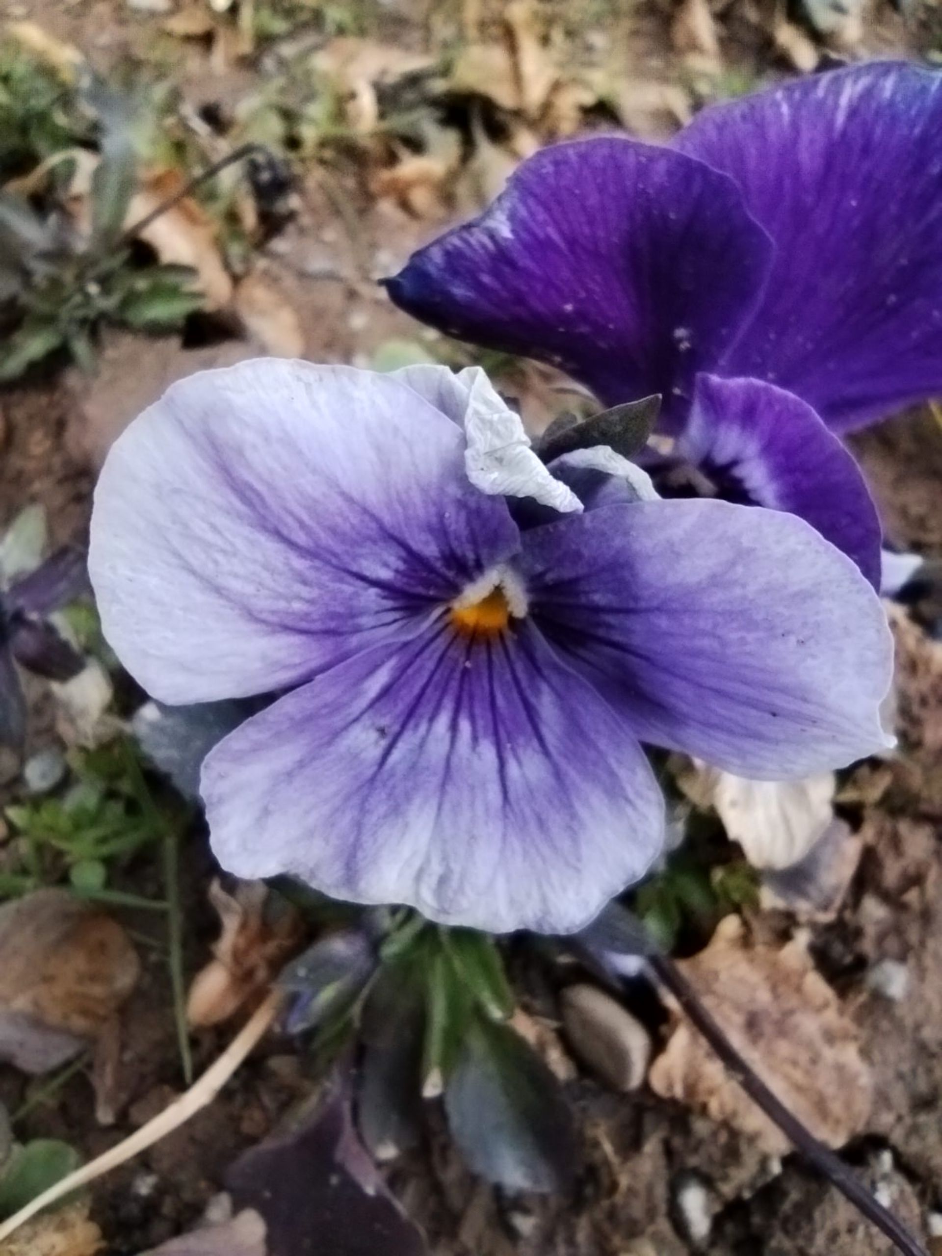 نمونه عکس ماکرو با پوکو ام ۳ گل