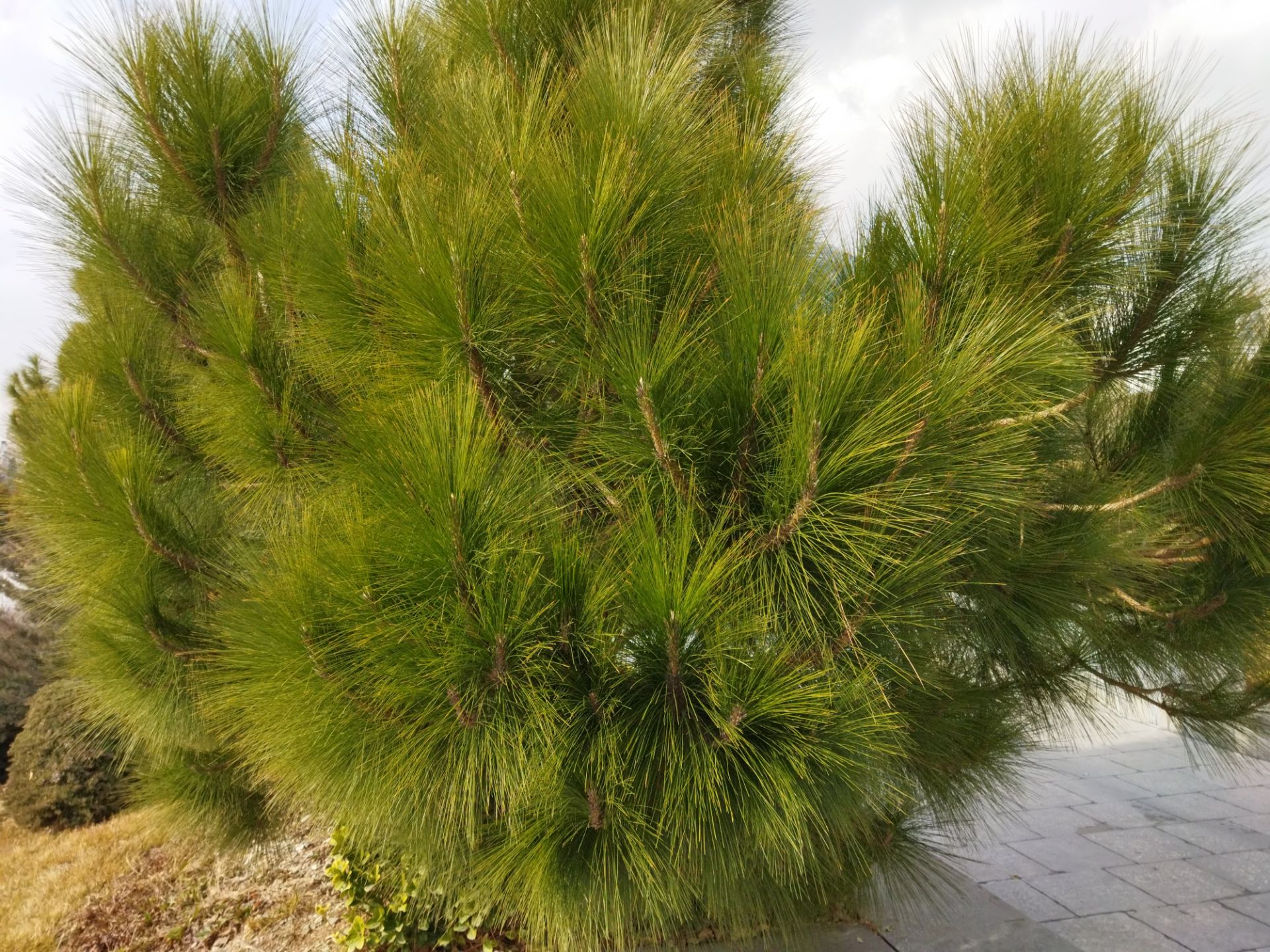 نمونه عکس با دوربین اصلی پوکو ام ۳ در طول روز درخت سبز پارک آب و آتش