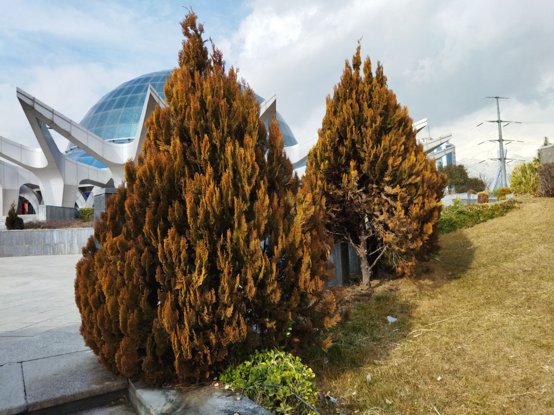 نمونه عکس با دوربین اصلی پوکو ام ۳ در طول روز درخت پارک آب و آتش