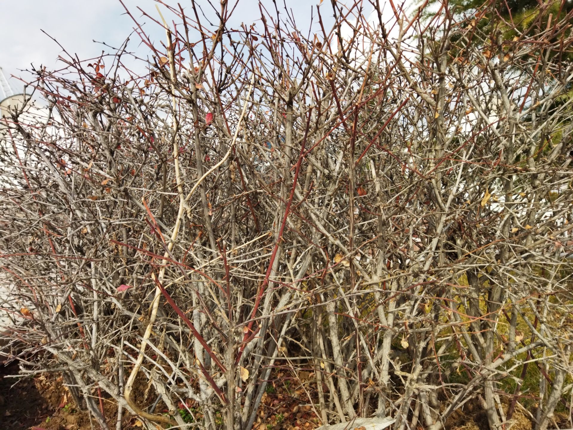 نمونه عکس با دوربین اصلی پوکو ام ۳ در طول روز از گیاه