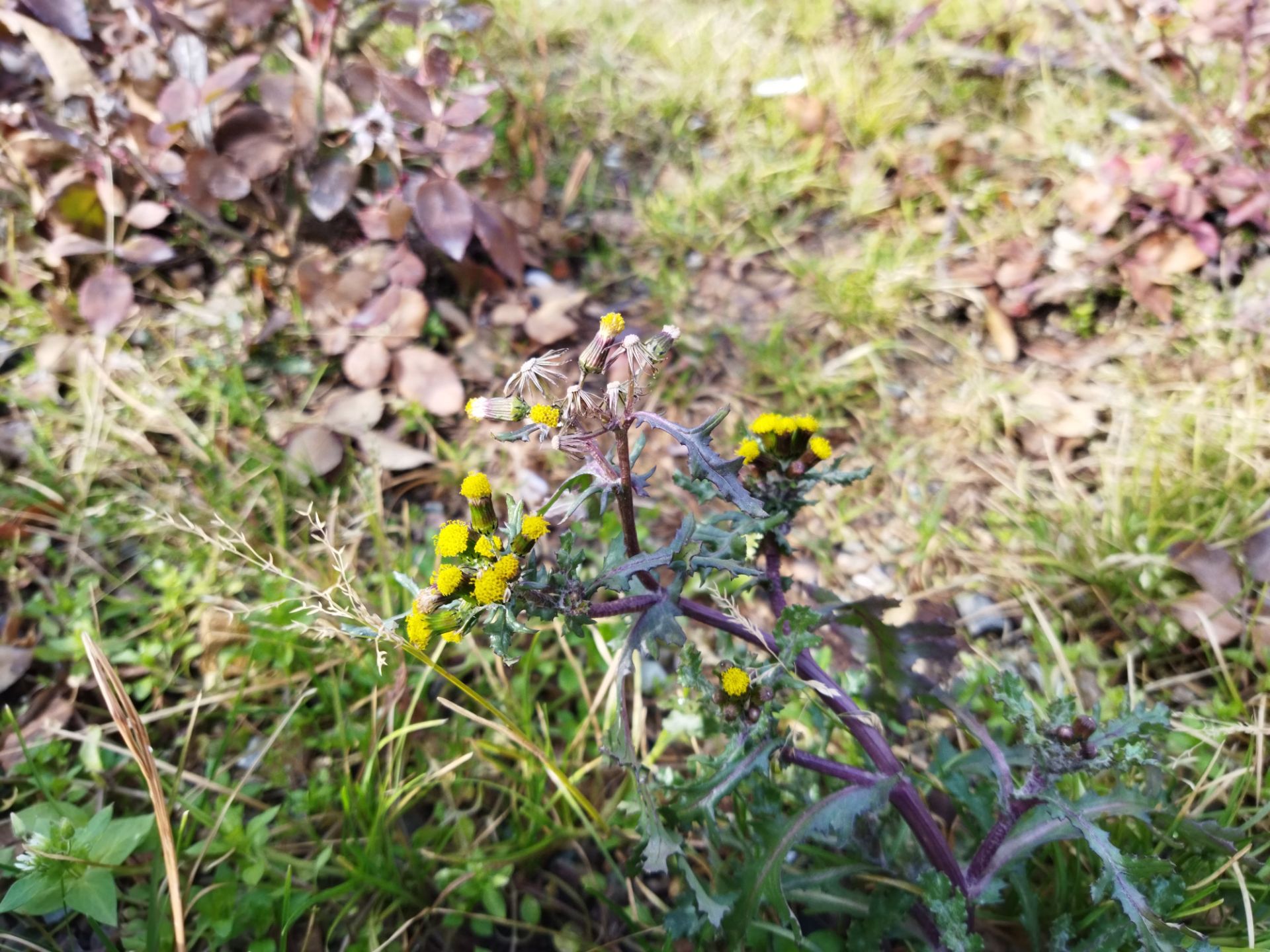 نمونه عکس با دوربین اصلی پوکو ام ۳ در طول روز گل