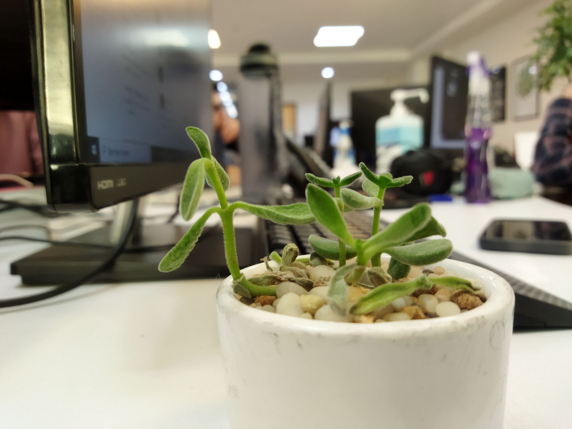 نمونه عکس با دوربین اصلی پوکو ام ۳ در طول روز گیاه روی میز