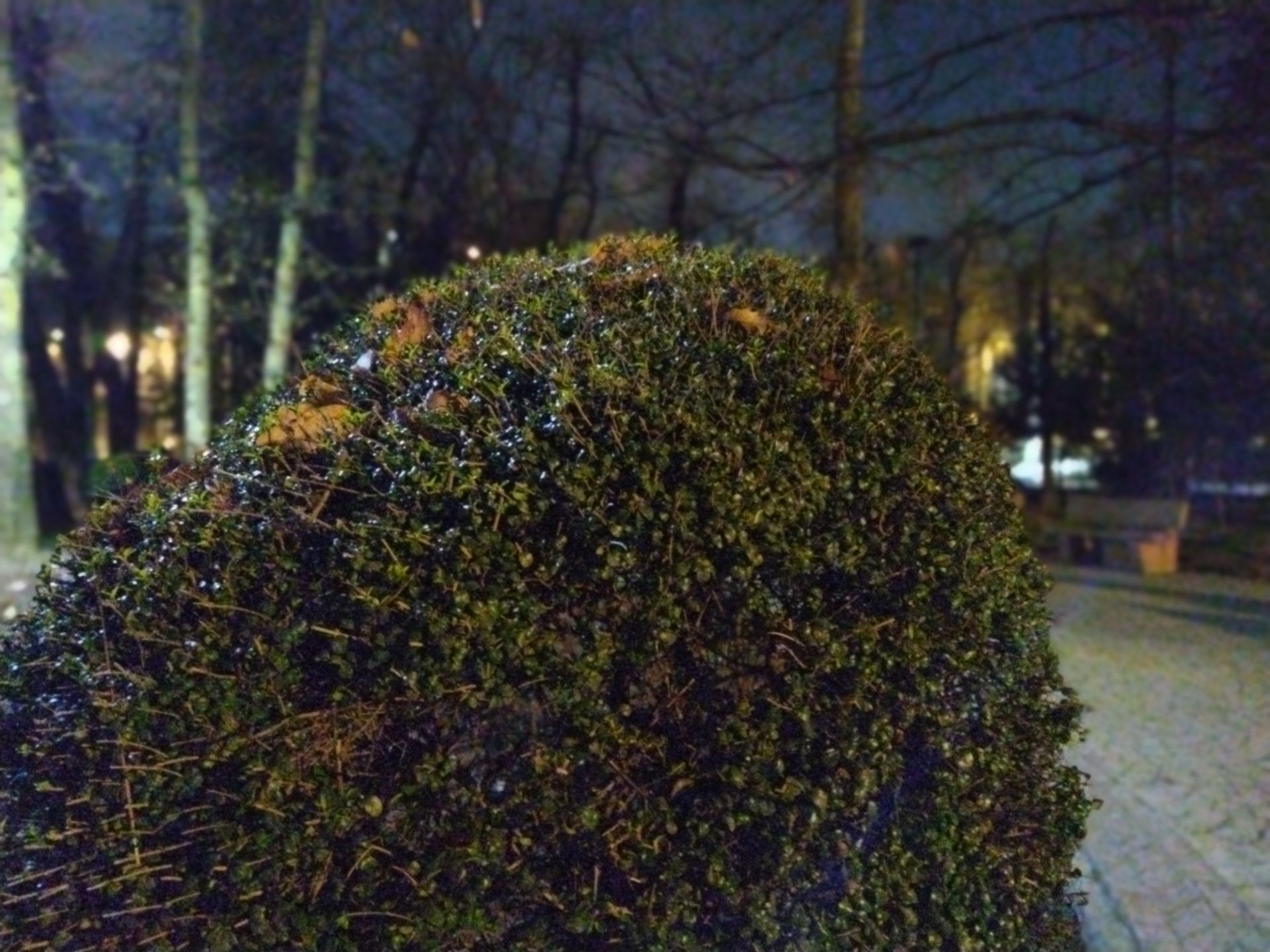 نمونه عکس پرتره با پوکو ام ۳ بوته