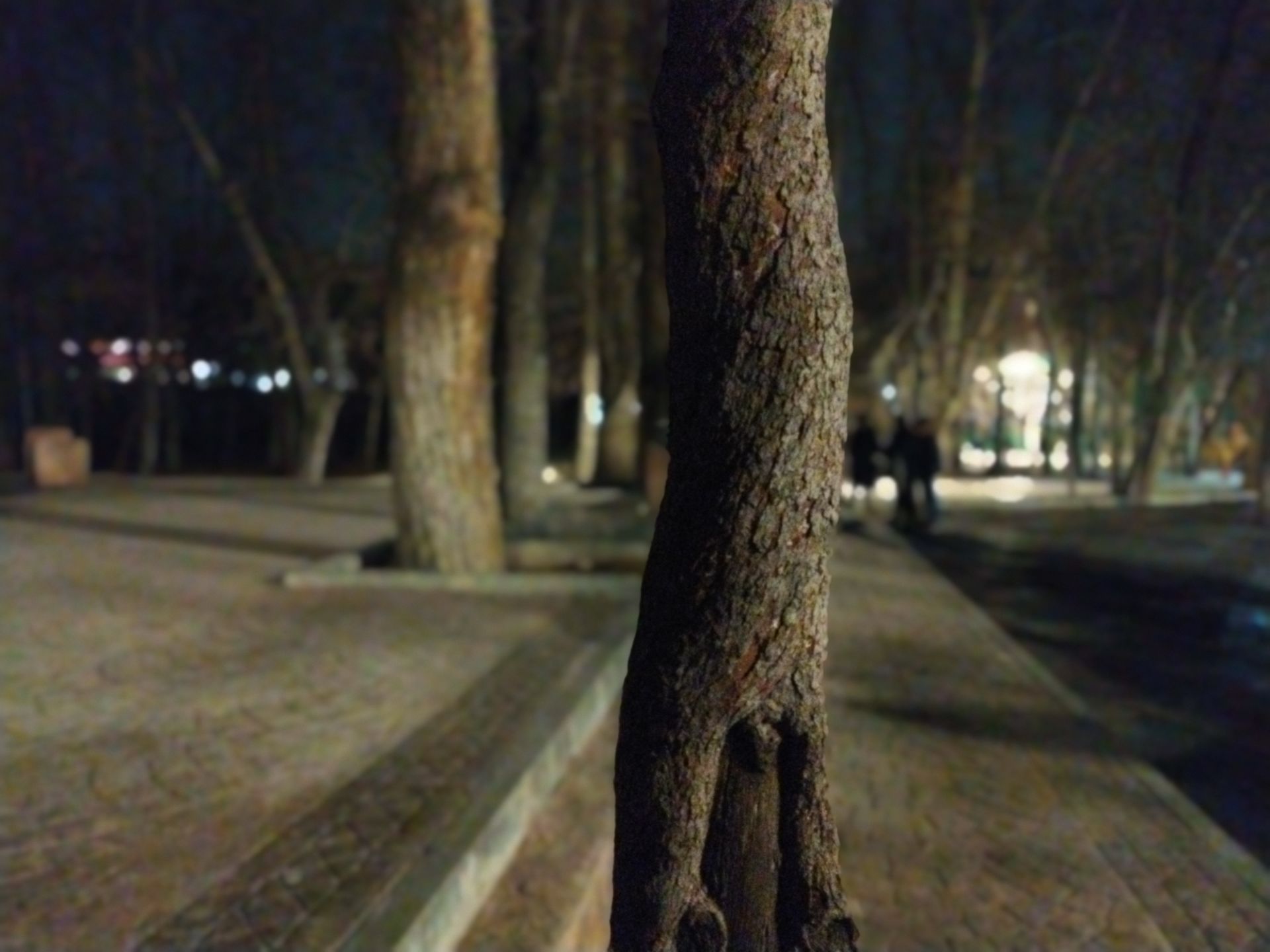 نمونه عکس پرتره با پوکو ام ۳ درخت