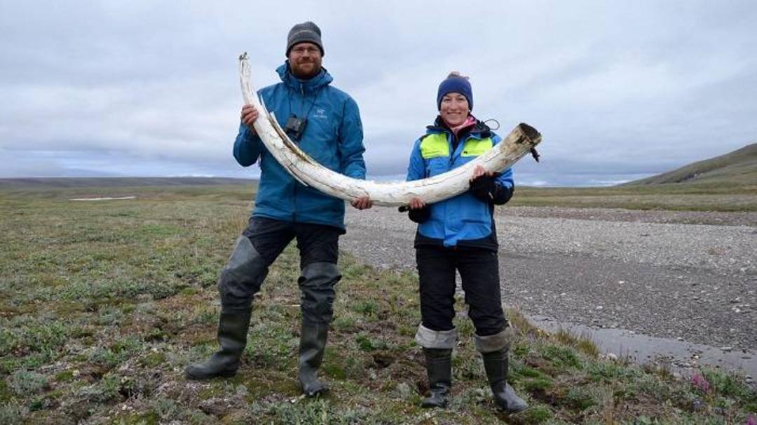 عاج ماموت / mammoth tusk