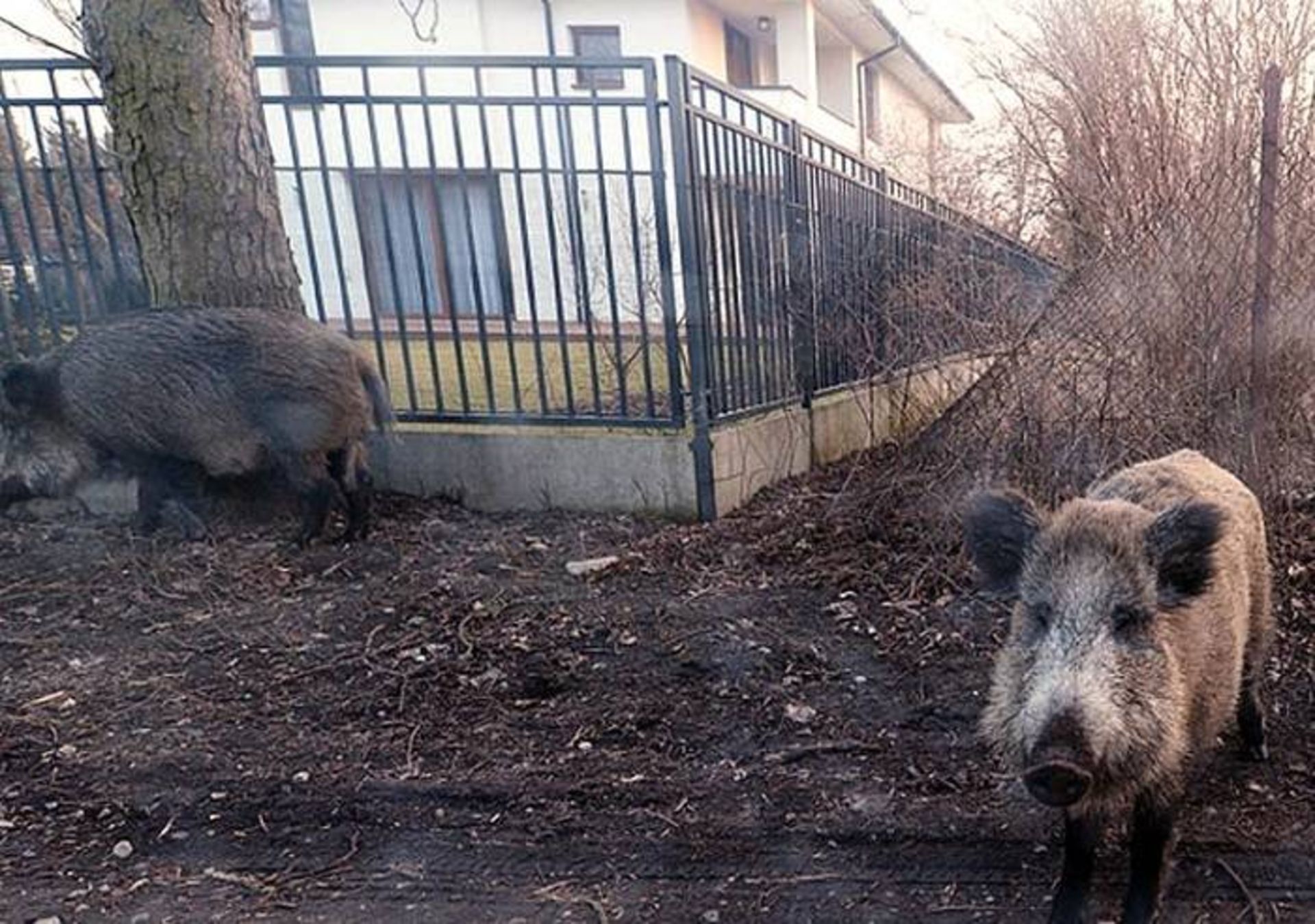 گراز در شهر / Wild boar