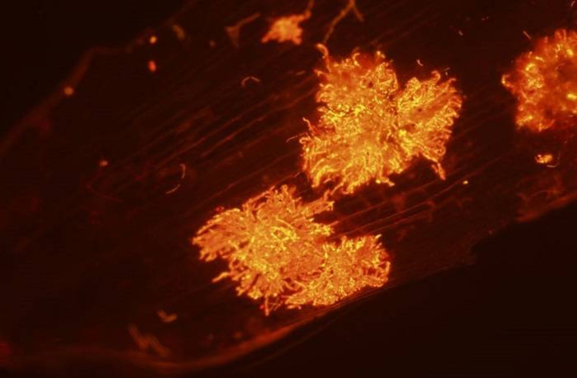 کلنی‌های باکتریایی سیانوباکتری