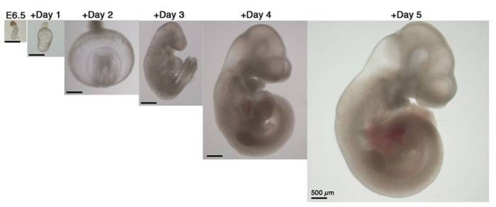 رشد رویان موش