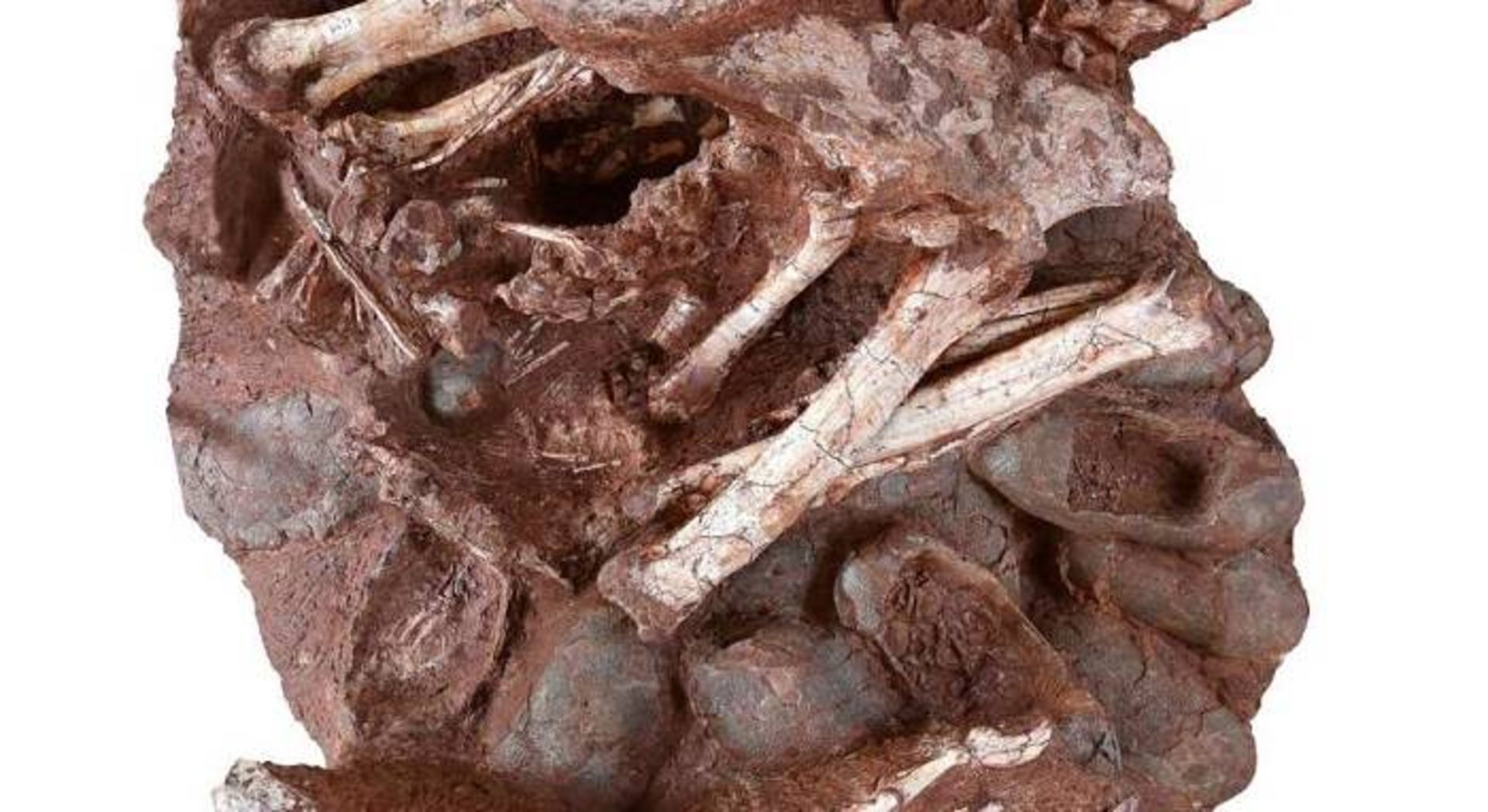 فسیل دایناسور / fossil
