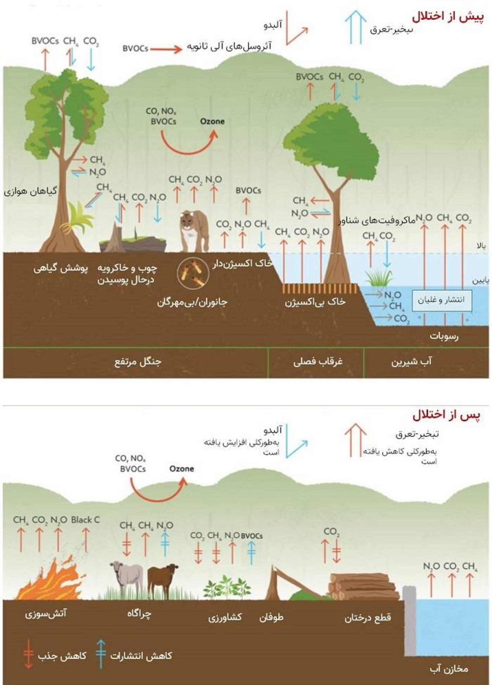 گردش گازهای گلخانه ای در منطقه آمازون