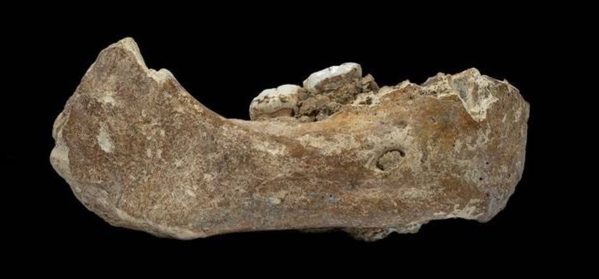 استخوان آرواره انسان تبار دنیسووا  / Denisovan jawbone