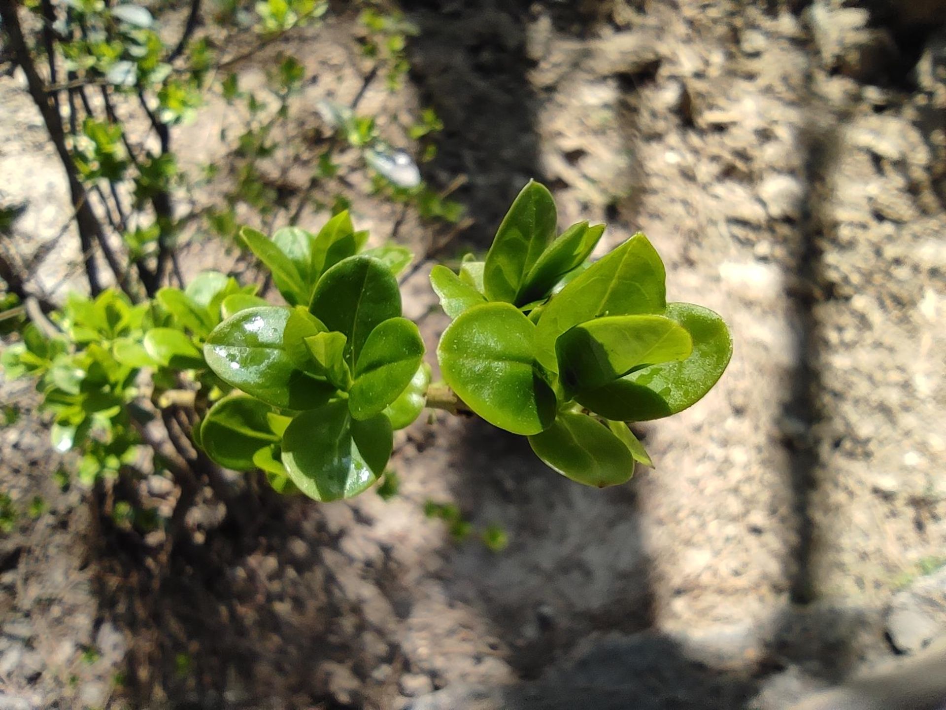 نمونه عکس دوربین ماکرو پوکو X3 - عکس نمای نزدیک از یک گیاه