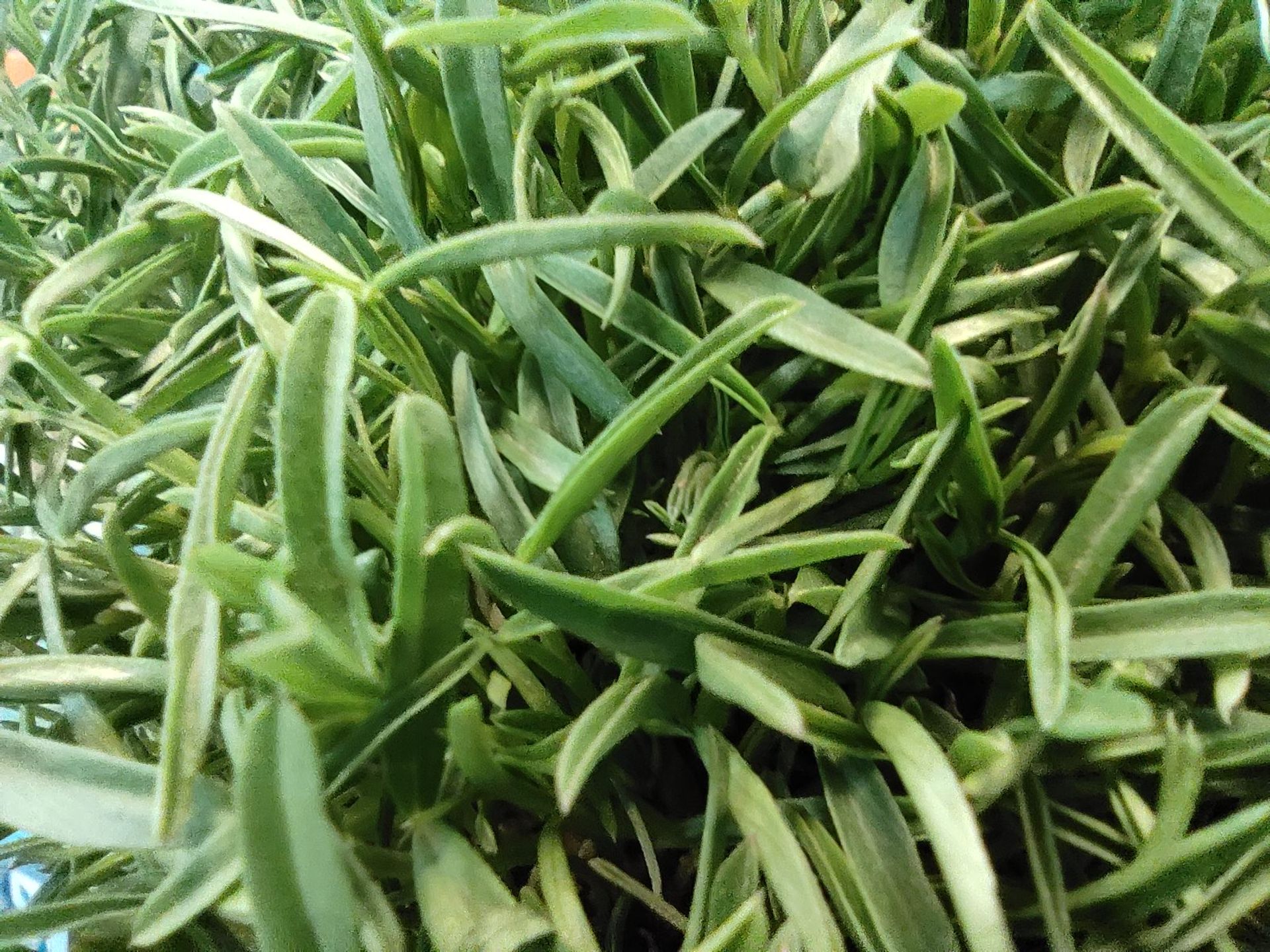 نمونه عکس دوربین ماکرو پوکو X3 - عکس نمای نزدیک از سبزه عید