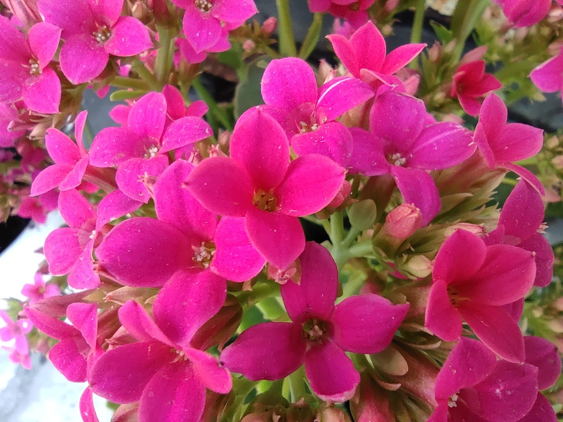 نمونه عکس دوربین ماکرو پوکو X3 - نمای نزدیک از یک دسته گل