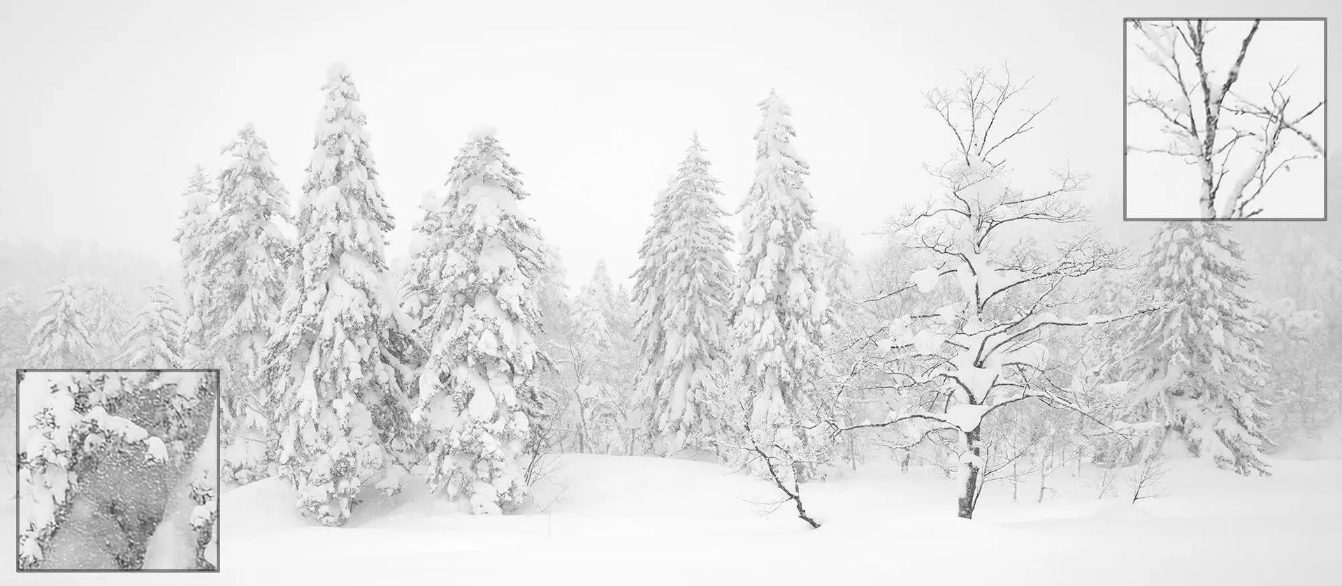 مرجع متخصصين ايران نماي جنگل برفي در زمستان كراپ تصوير درخت