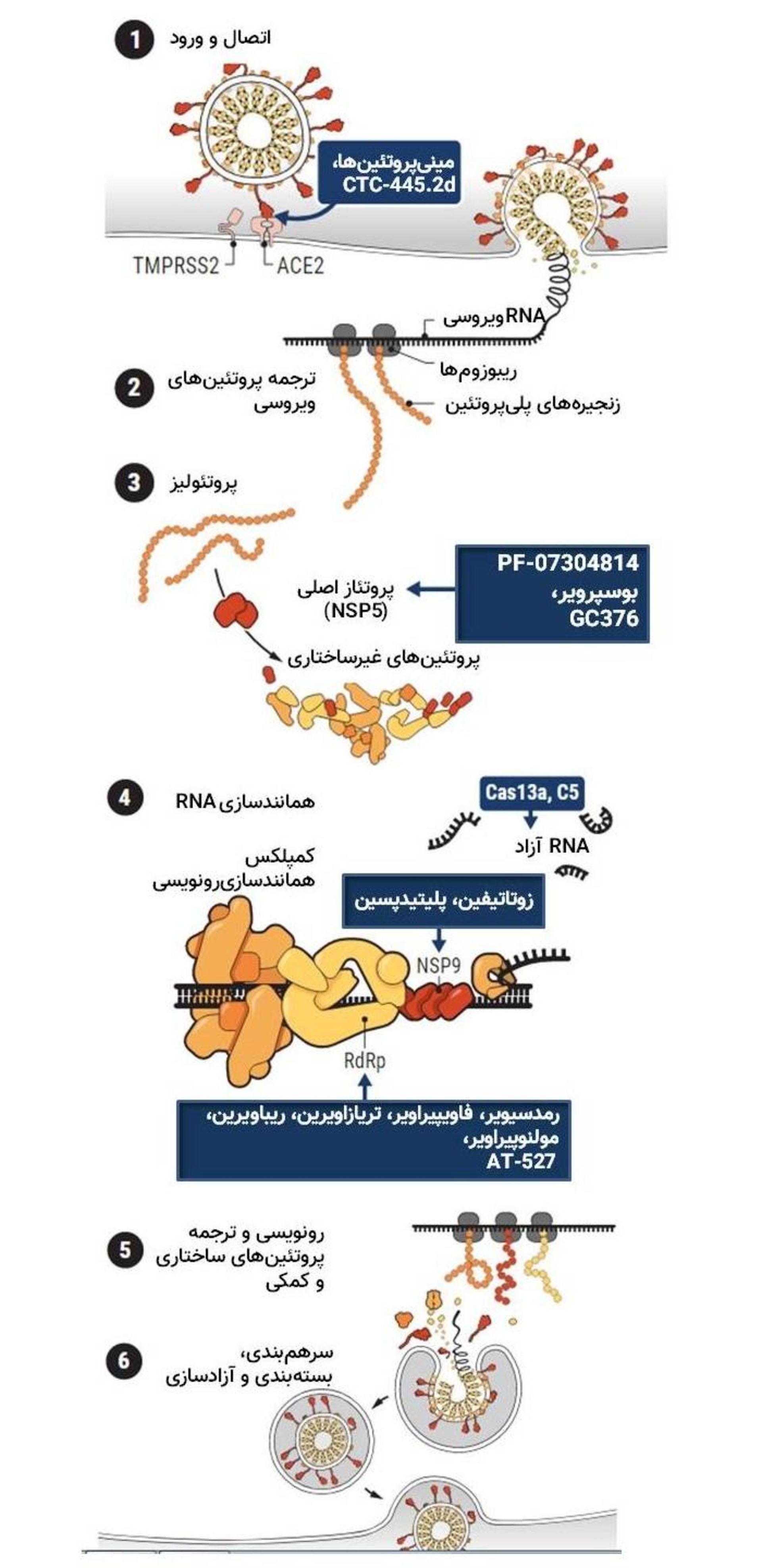 اهداف دارویی کووید / targets for COVID drugs 