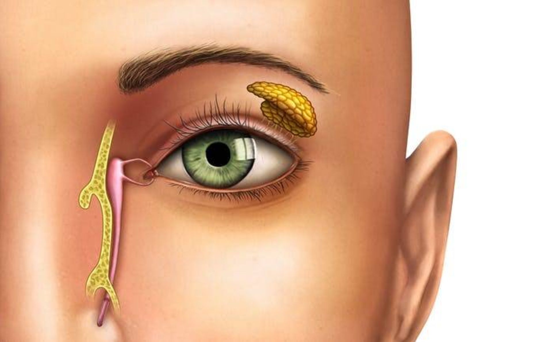 غده اشکی انسان / human tear gland