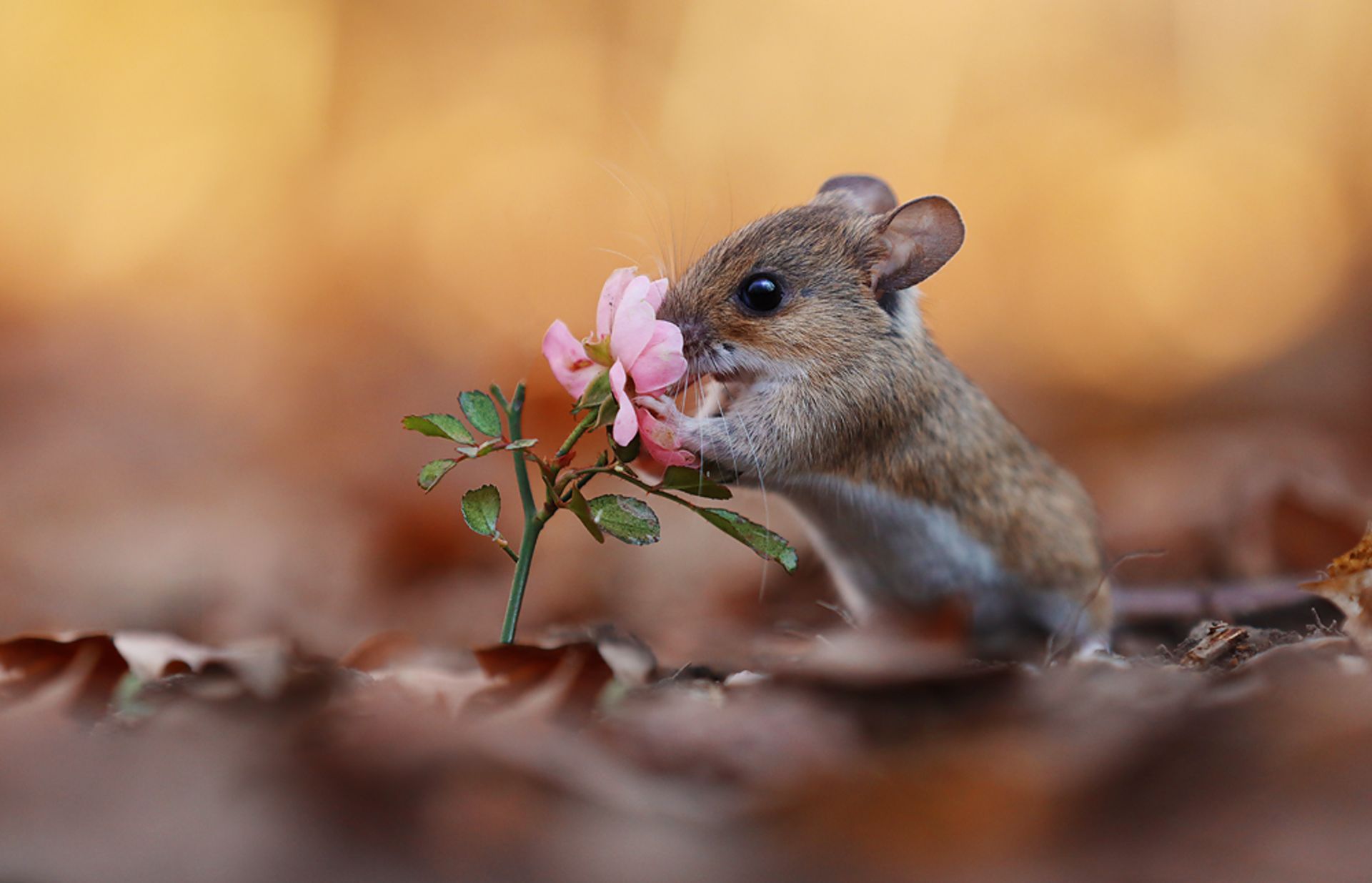 30 تصویر دلنشین از حیوانات کوچک