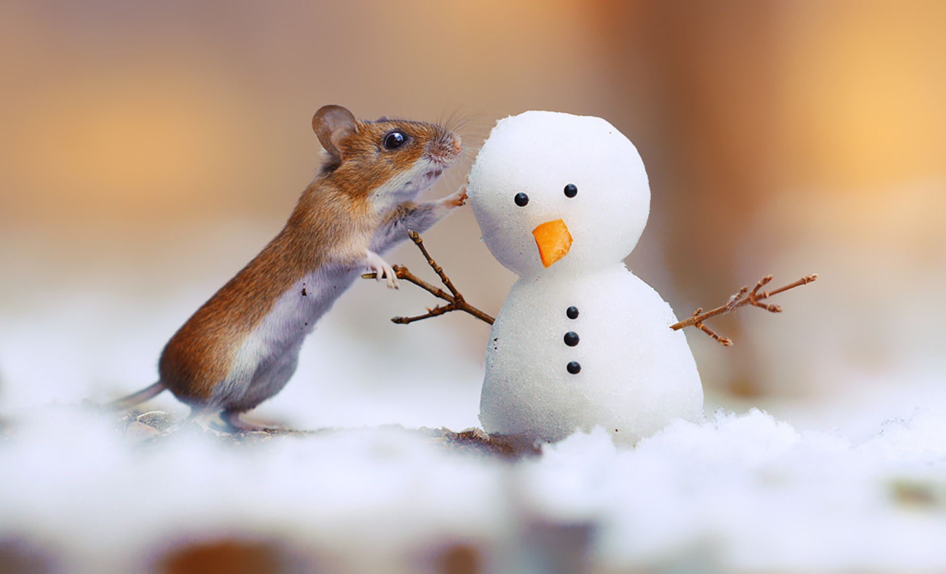 30 تصویر دلنشین از حیوانات کوچک