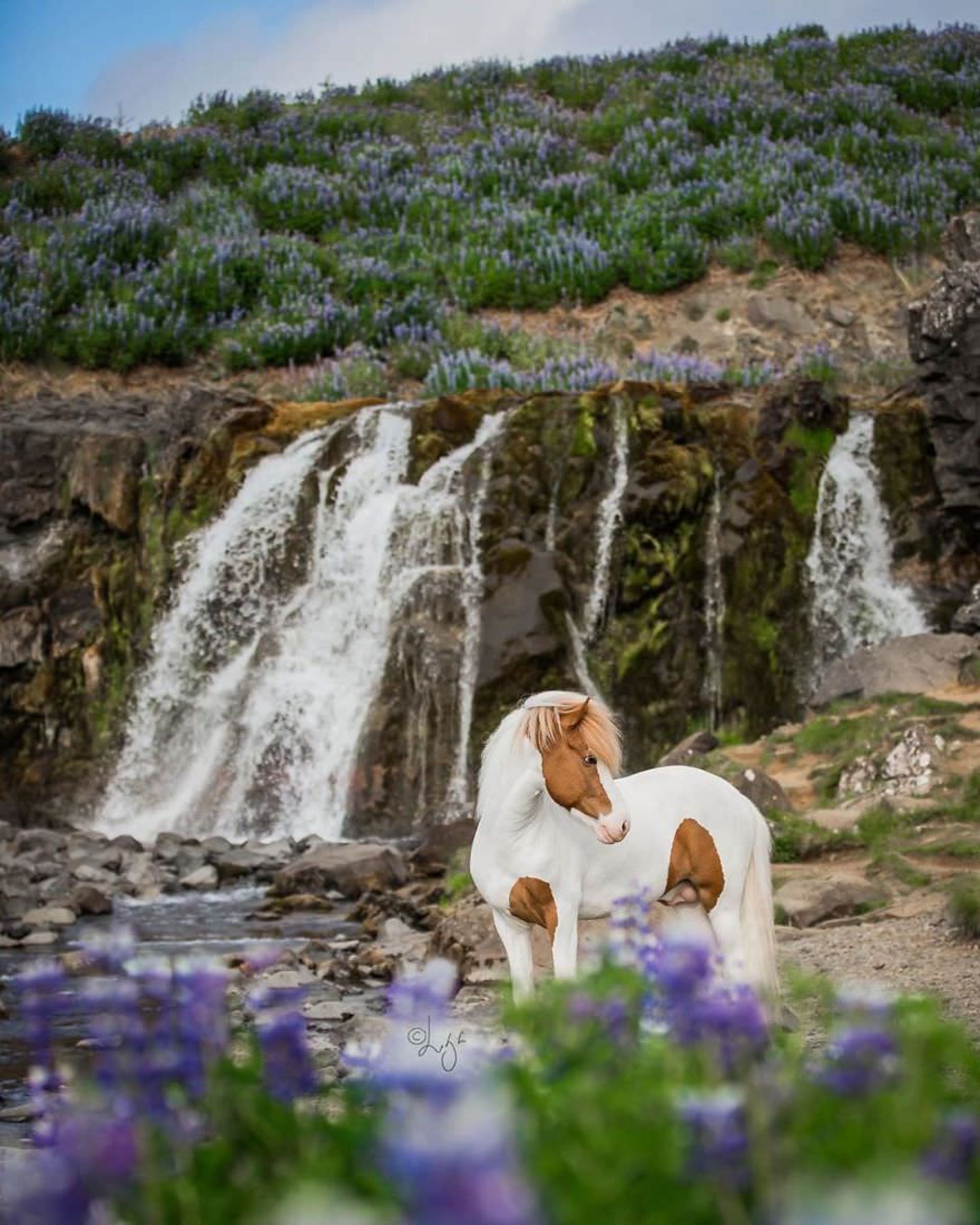 اسب‌های ایسلندی