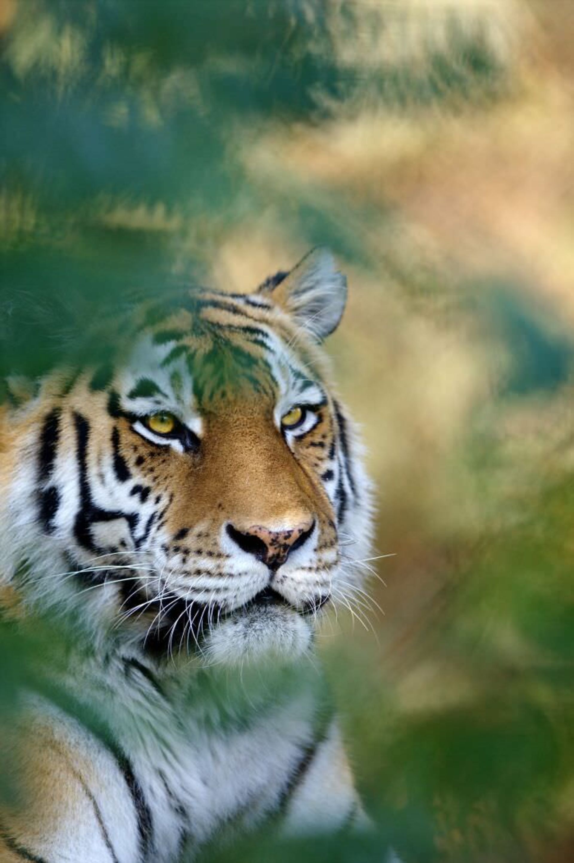 عکاسی از حیوانات