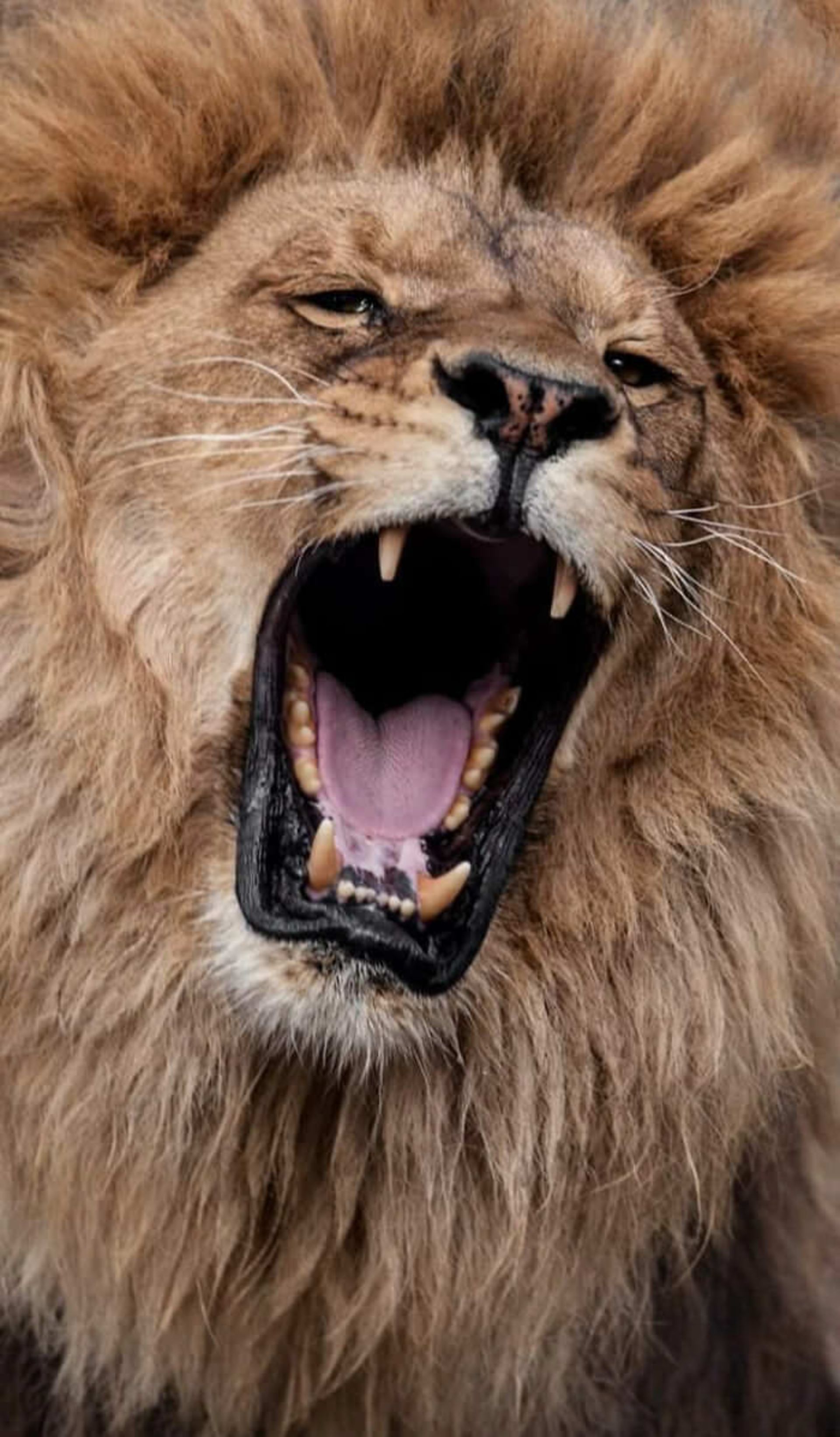 عکاسی از حیوانات