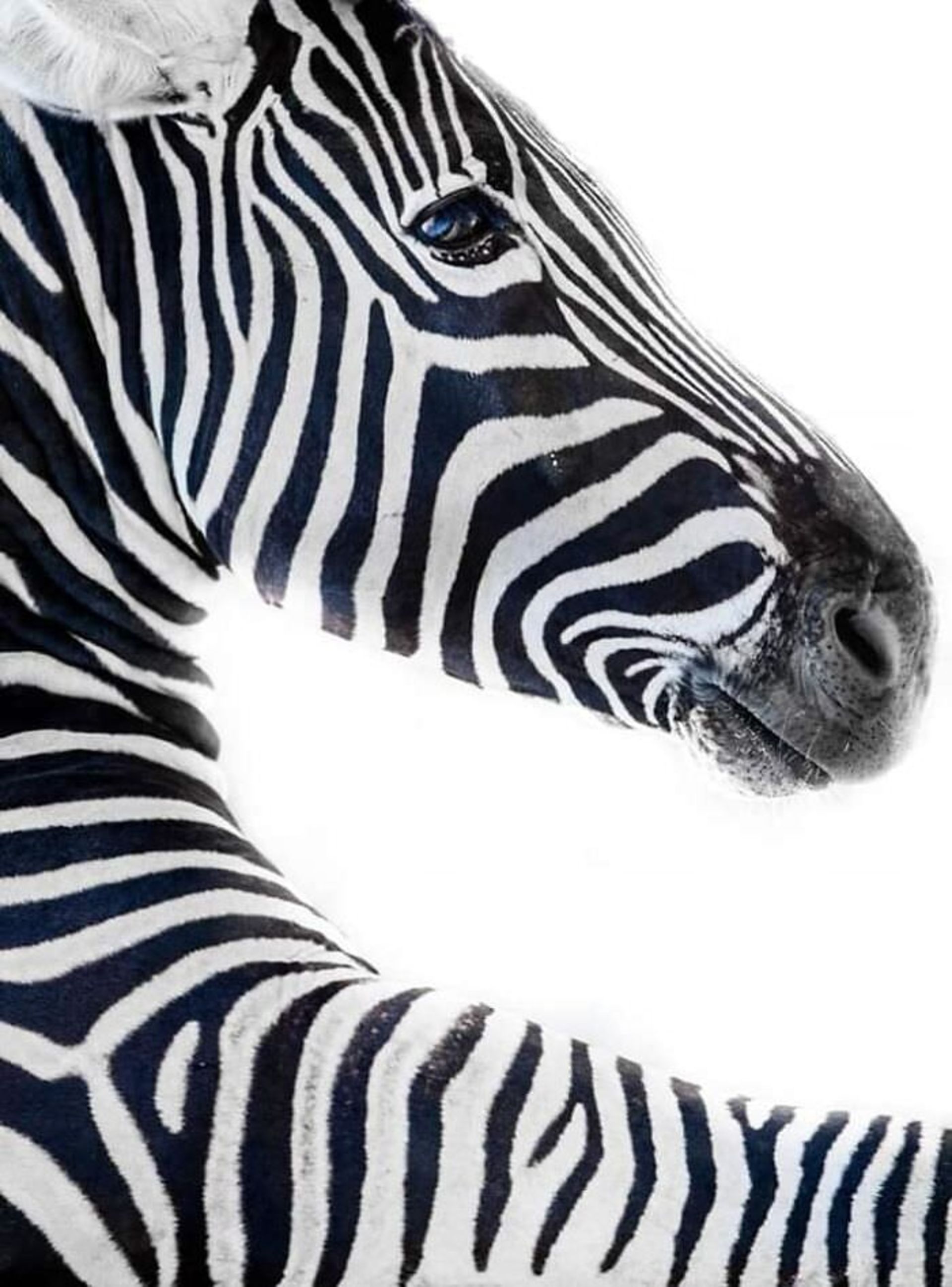 عکاسی از حیوانات