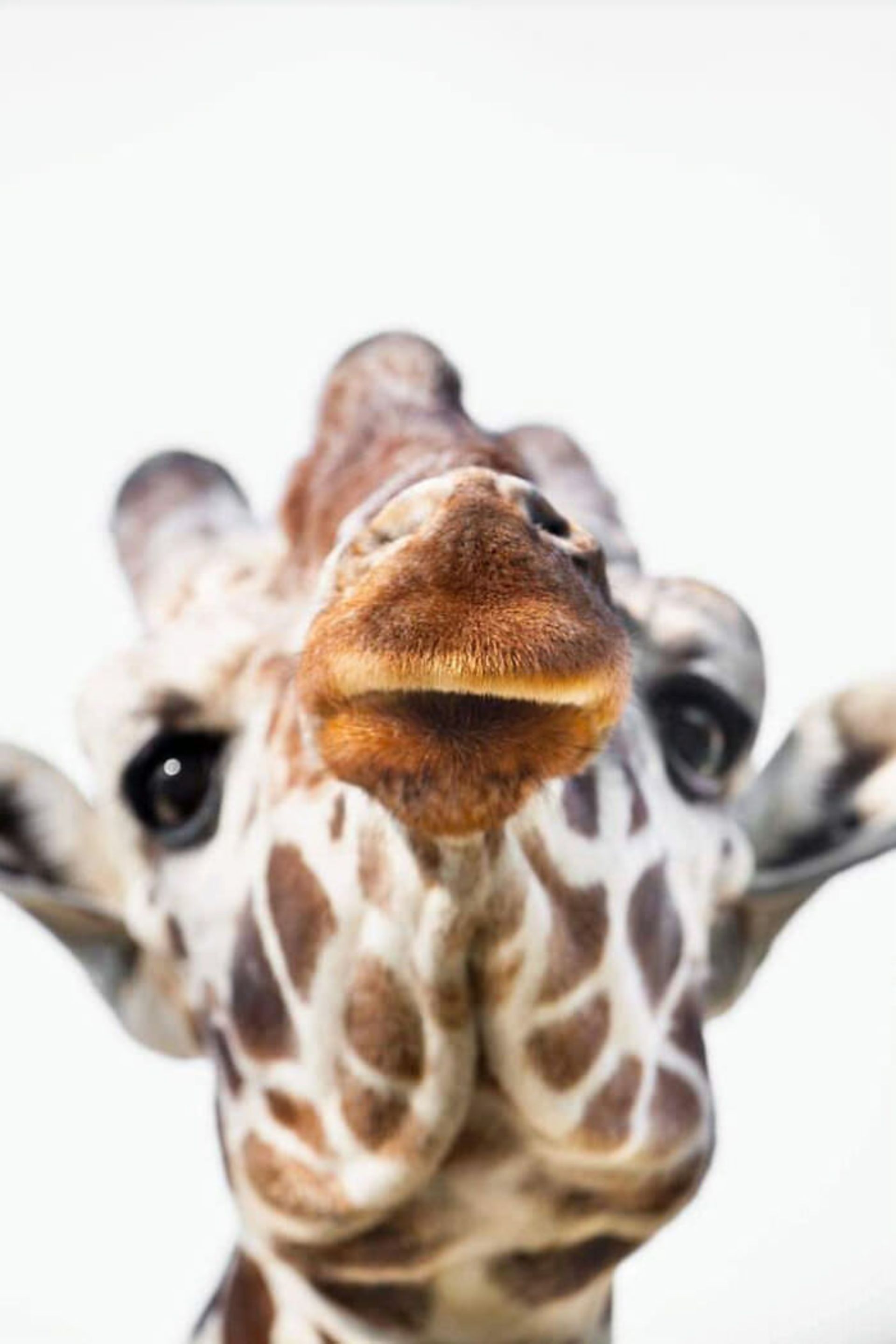 عکاسی از حیوانات