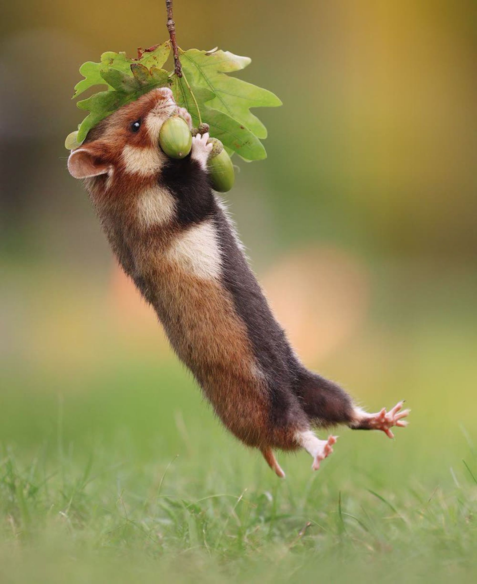 30 تصویر دلنشین از حیوانات کوچک