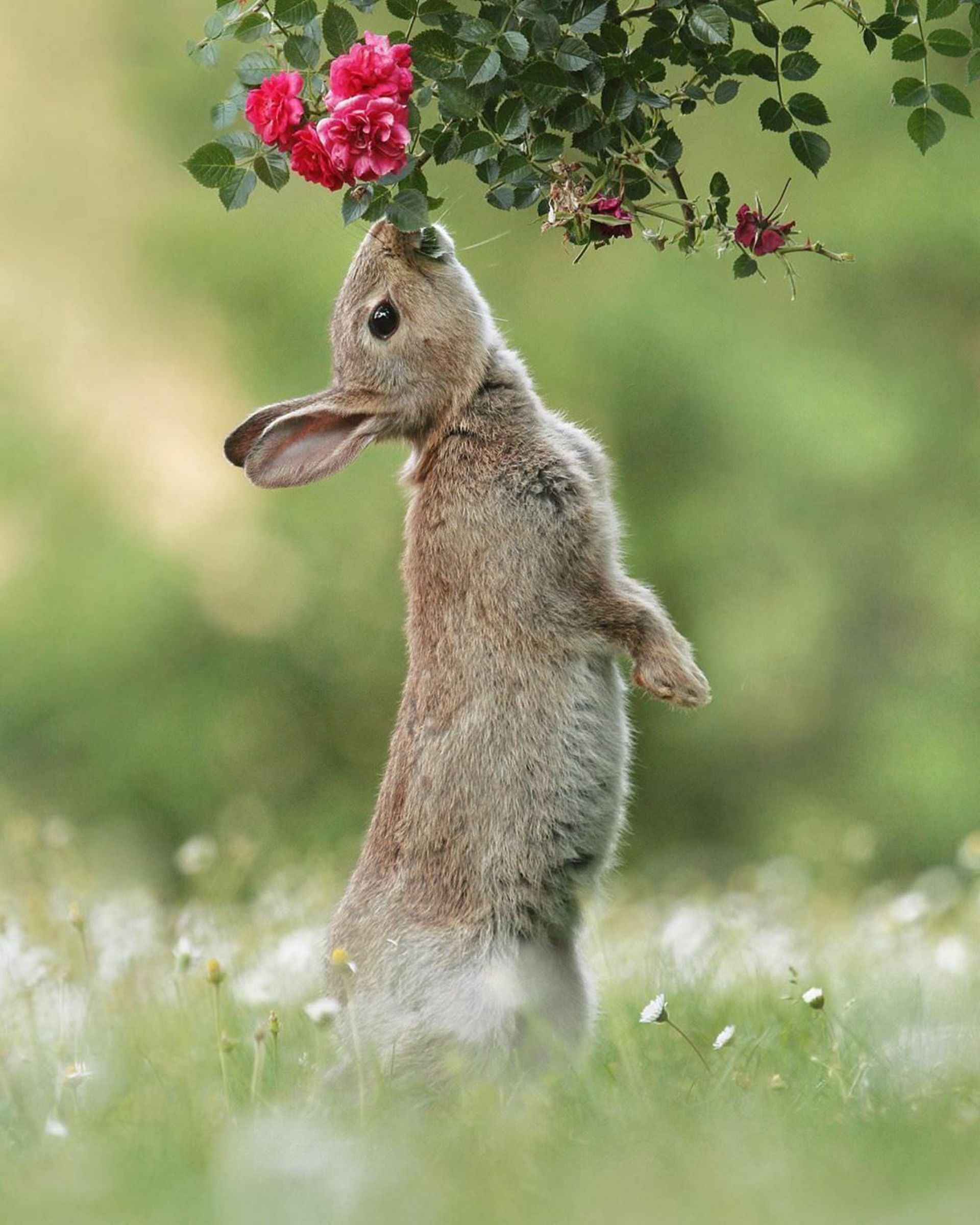 30 تصویر دلنشین از حیوانات کوچک