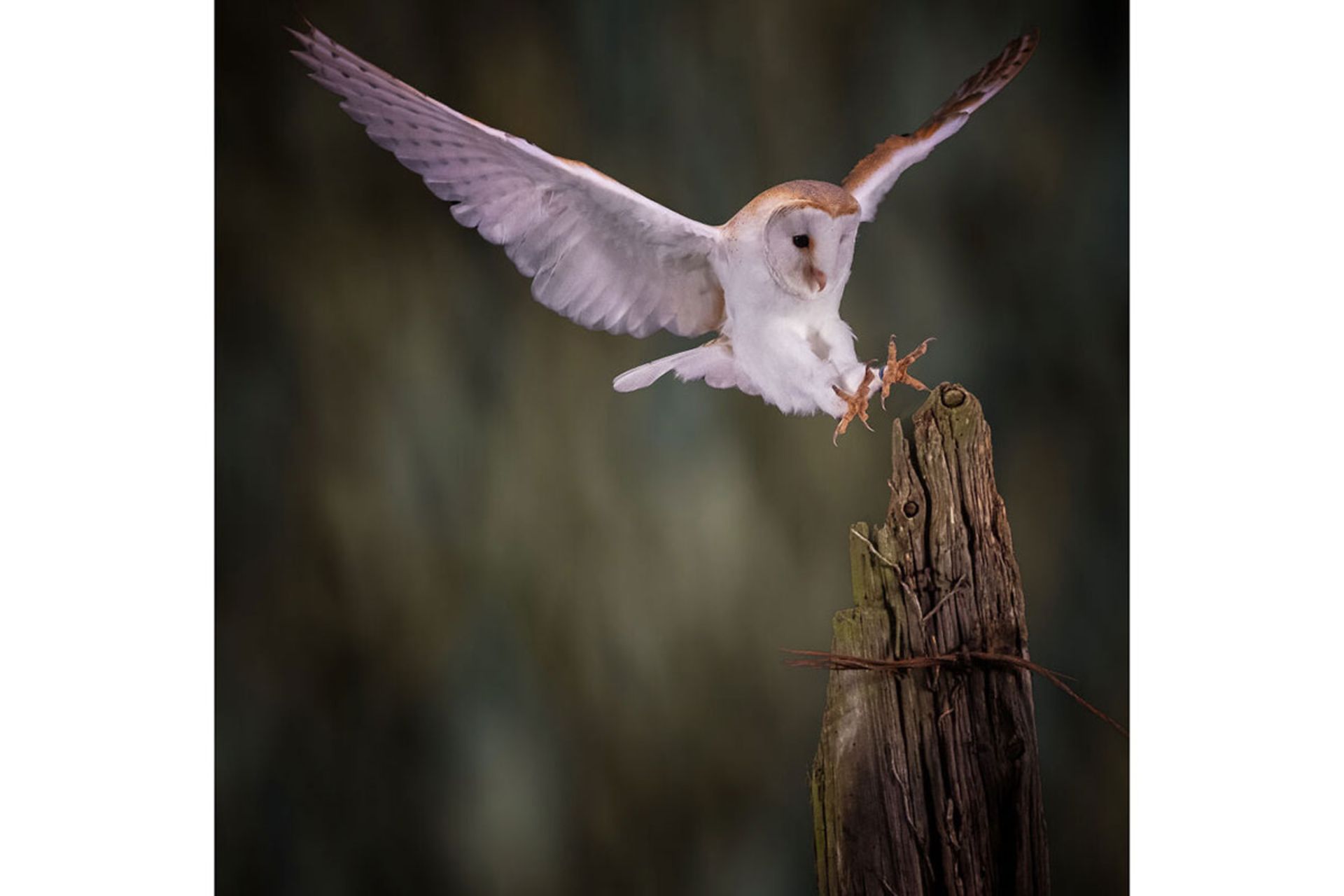 #animals2020 مسابقه 