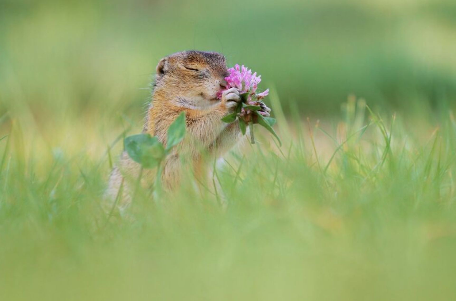 30 تصویر دلنشین از حیوانات کوچک