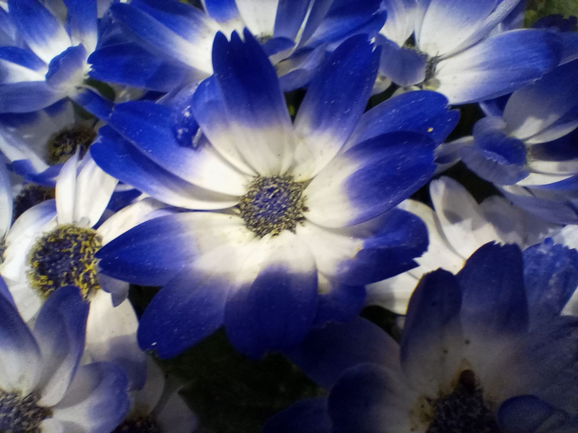 نمونه عکس دوربین ماکرو ال جی K51S - گل 04