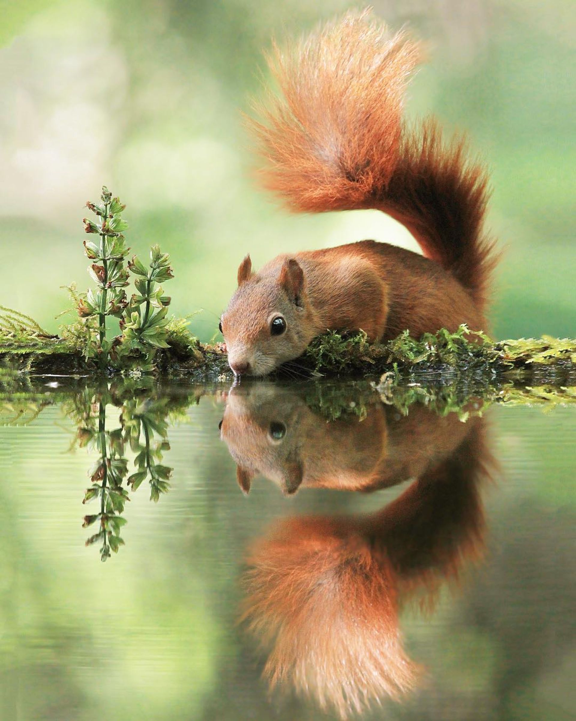 30 تصویر دلنشین از حیوانات کوچک