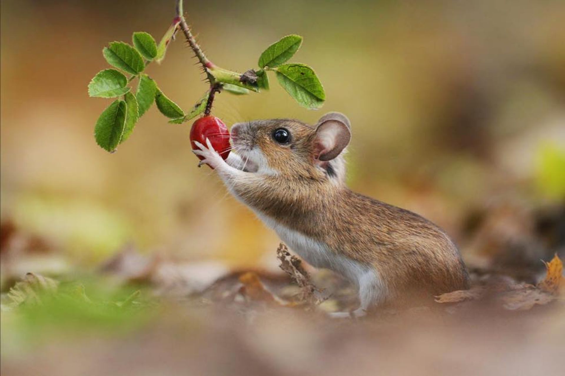 30 تصویر دلنشین از حیوانات کوچک