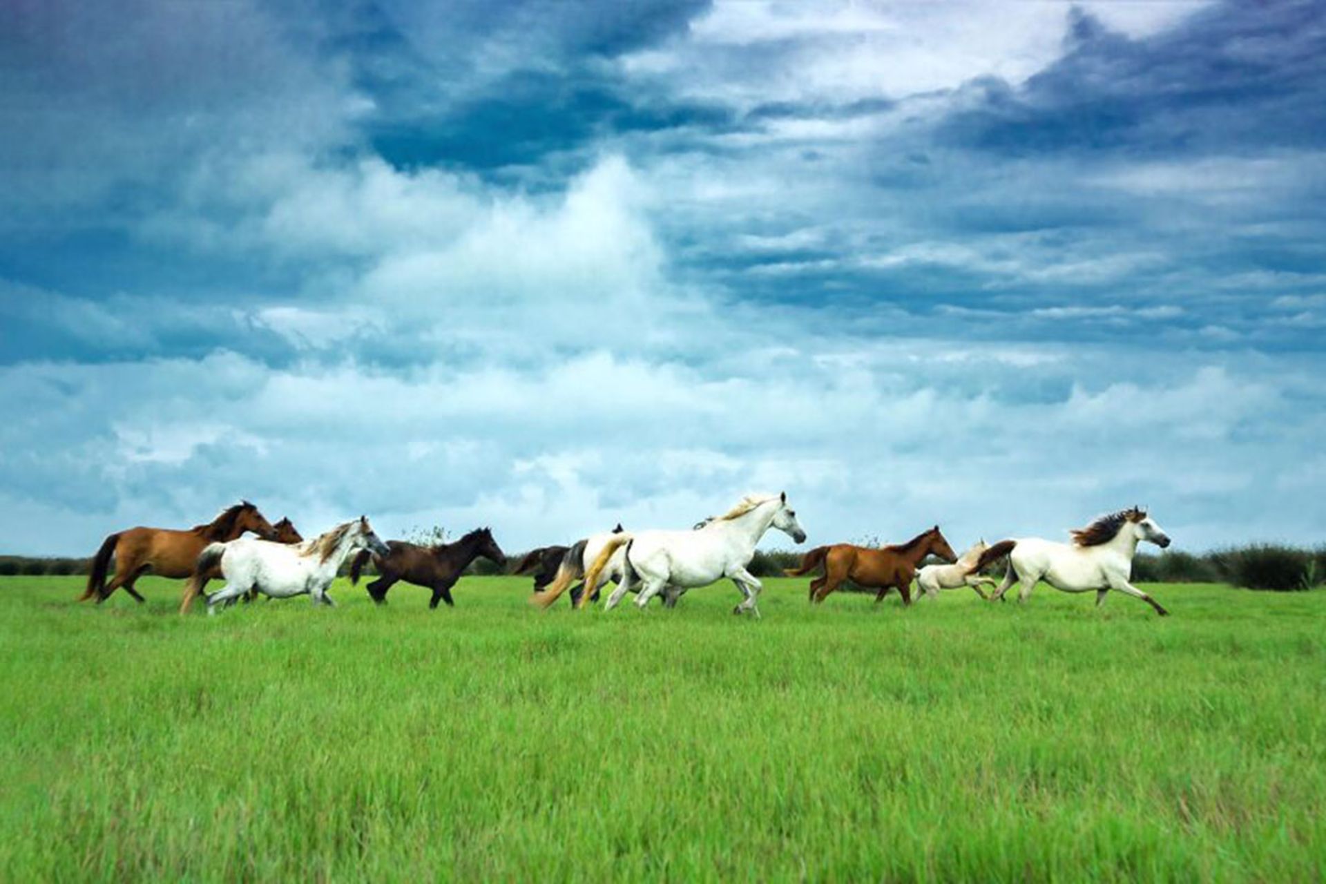 #animals2020 مسابقه 