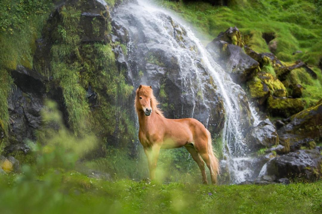 اسب‌های ایسلندی