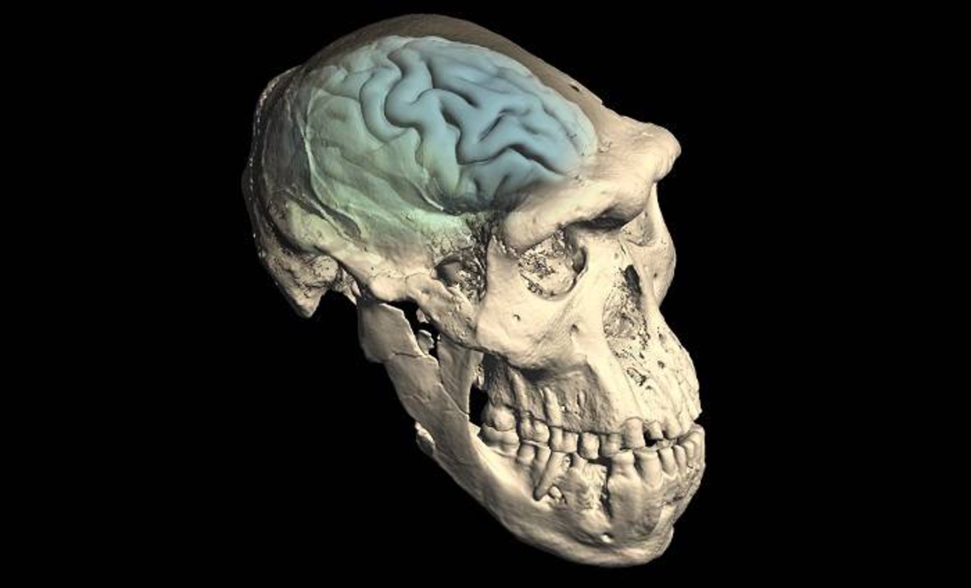 بازآفرینی مغز انسان اولیه