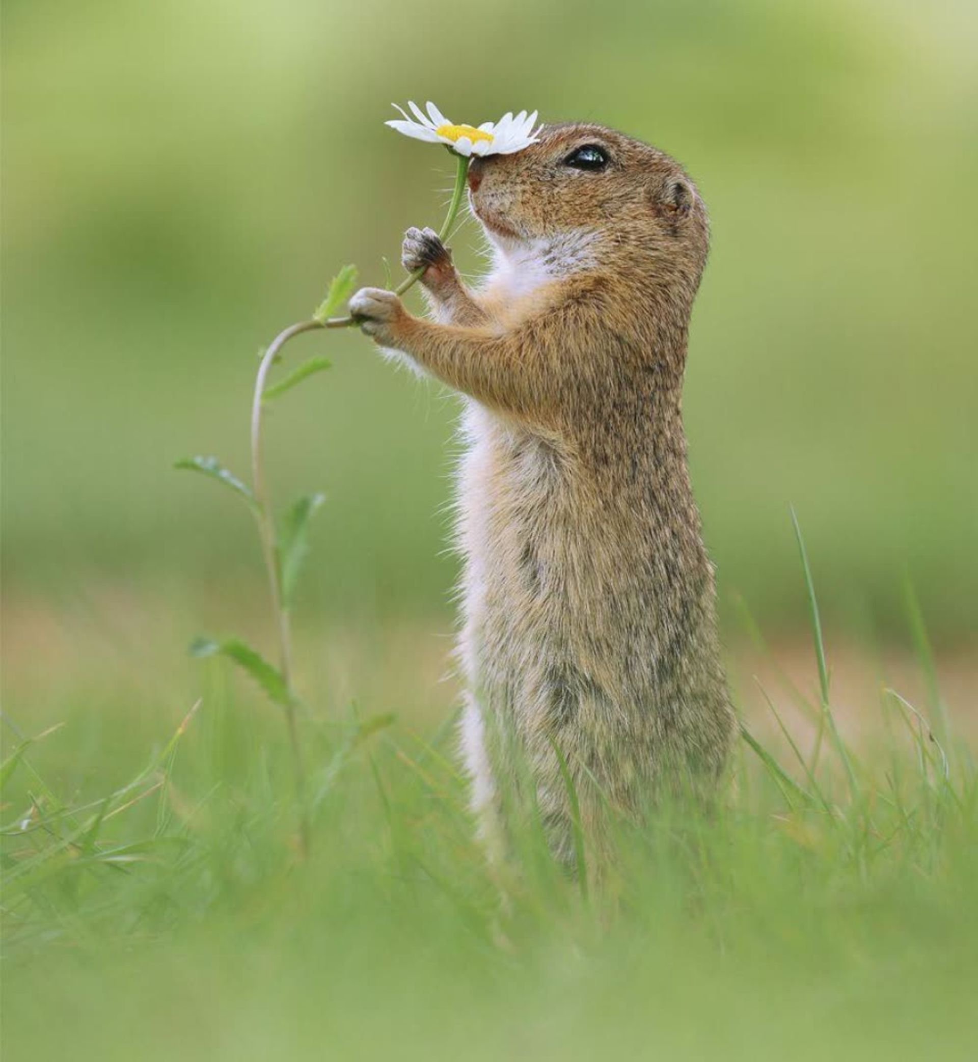30 تصویر دلنشین از حیوانات کوچک