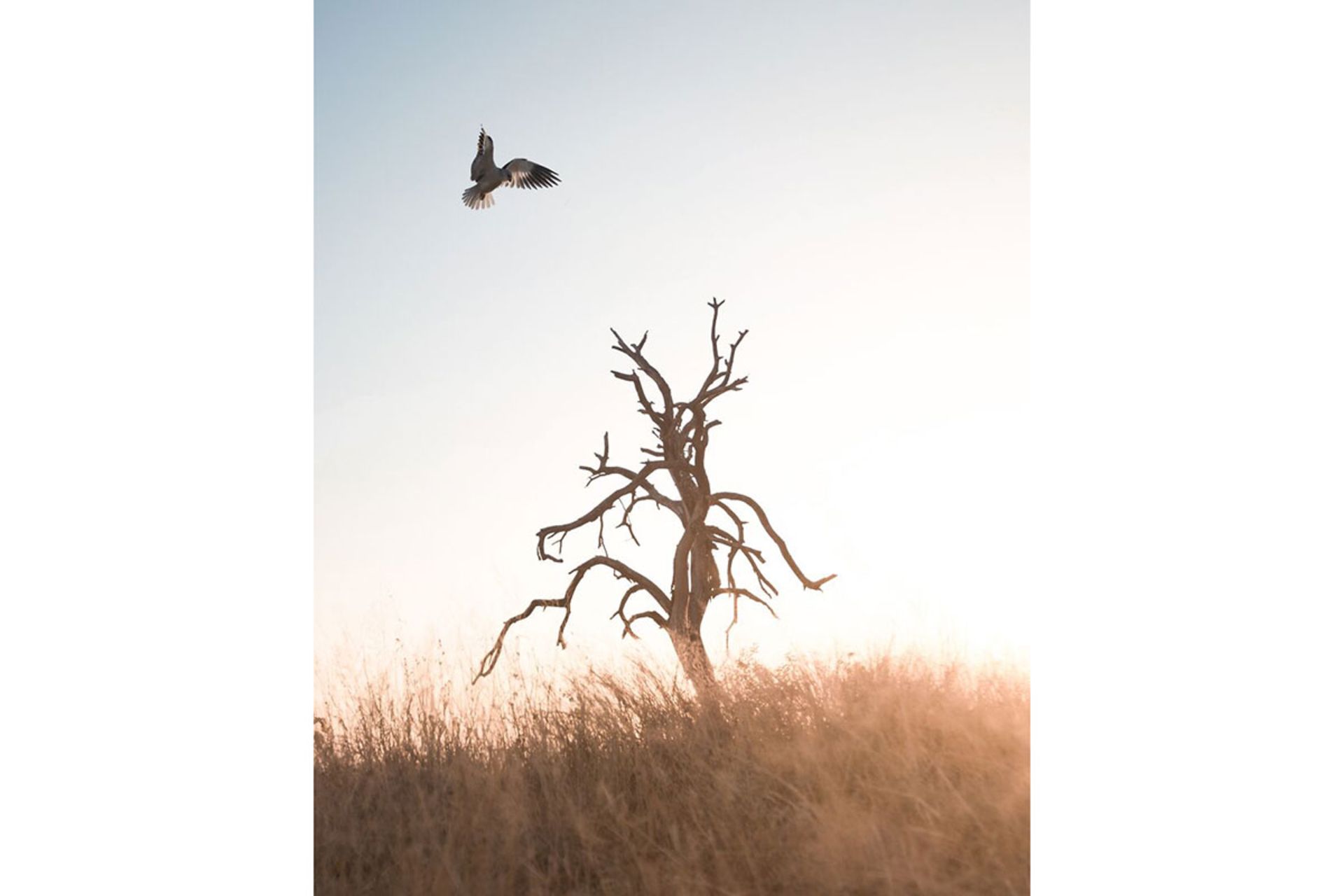 #animals2020 مسابقه 