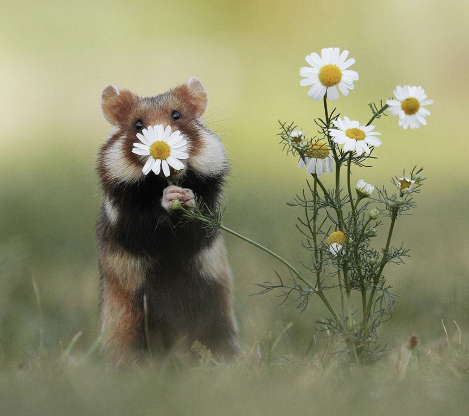 30 تصویر دلنشین از حیوانات کوچک