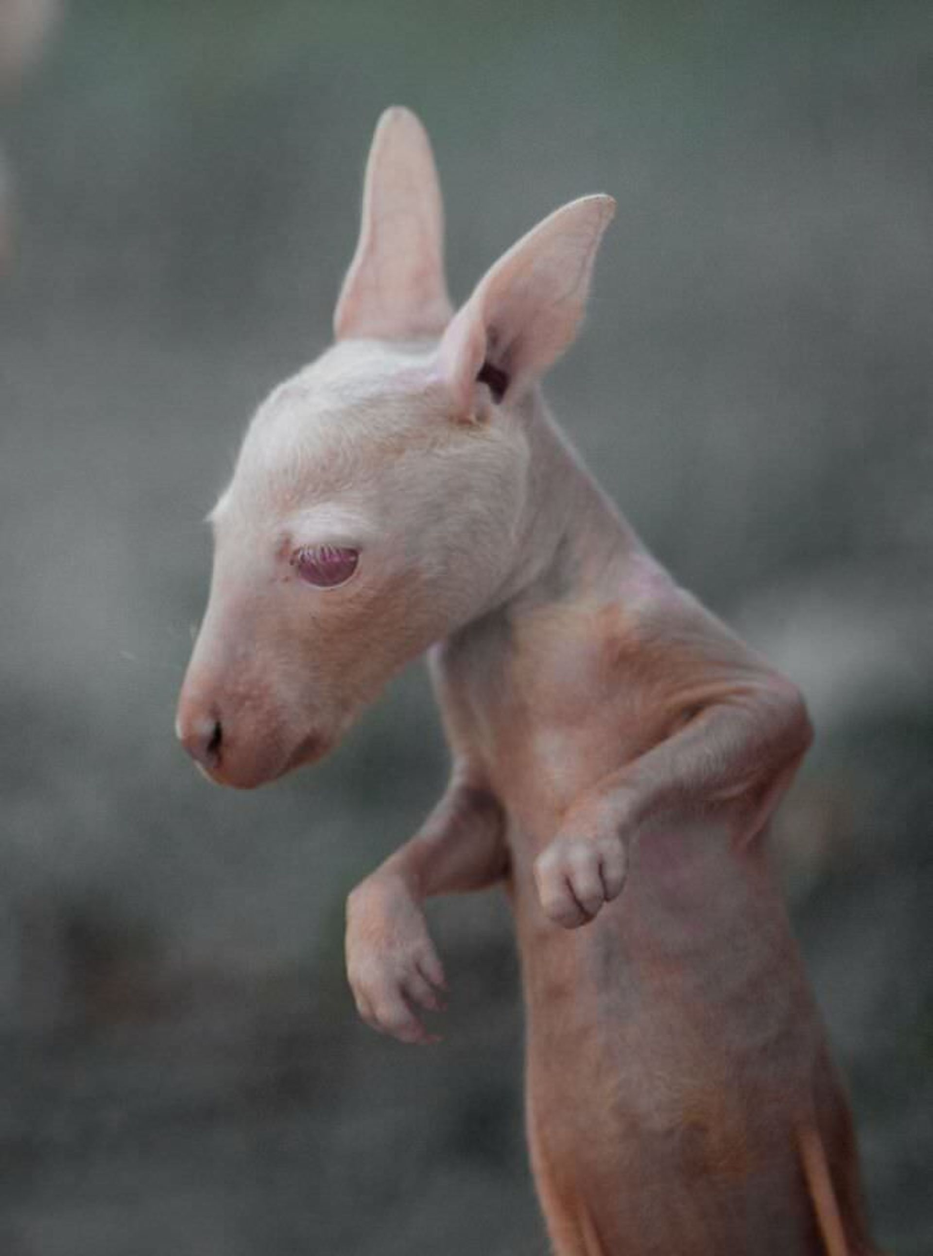 عکاسی از حیوانات