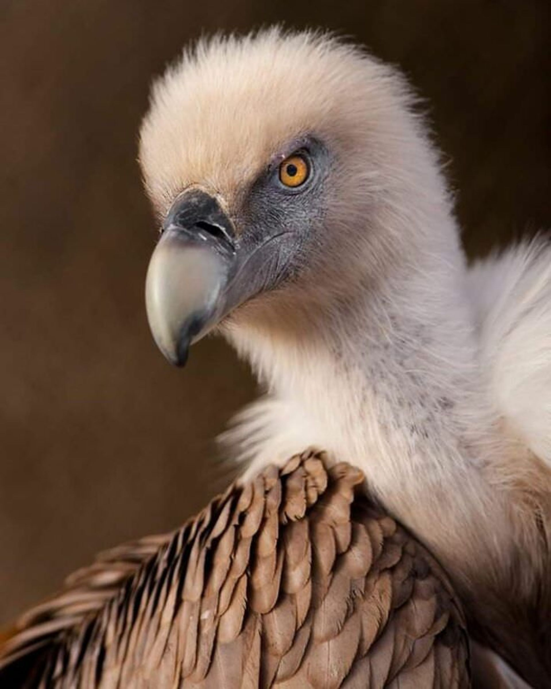 عکاسی از حیوانات