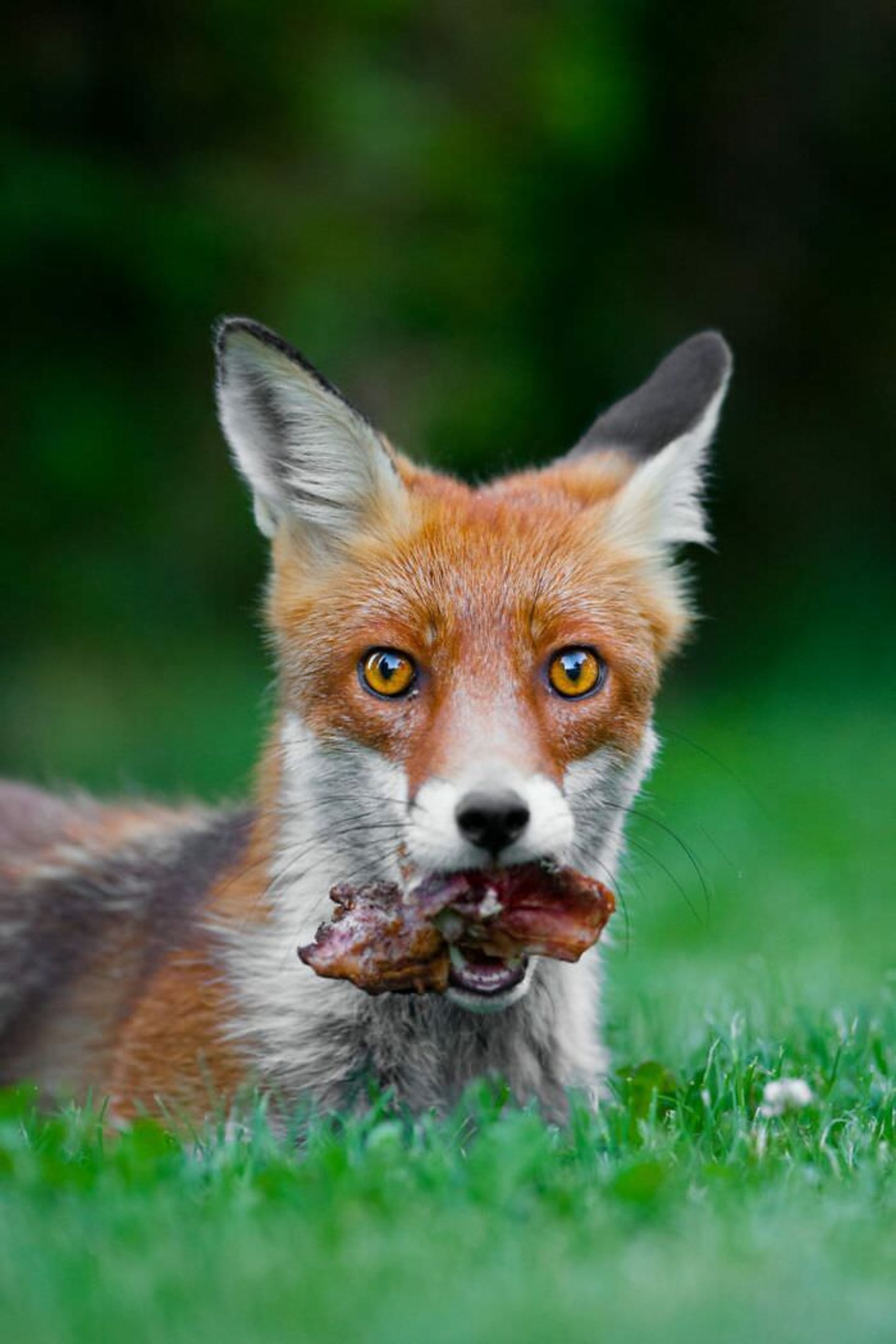 عکاسی از حیوانات